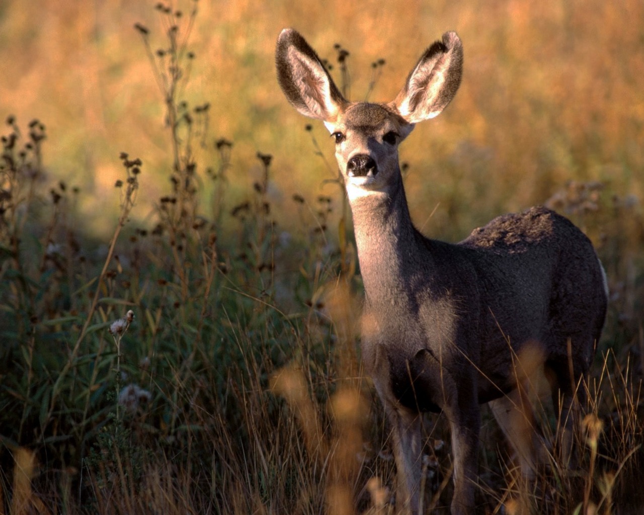 Download mobile wallpaper Animal, Deer for free.