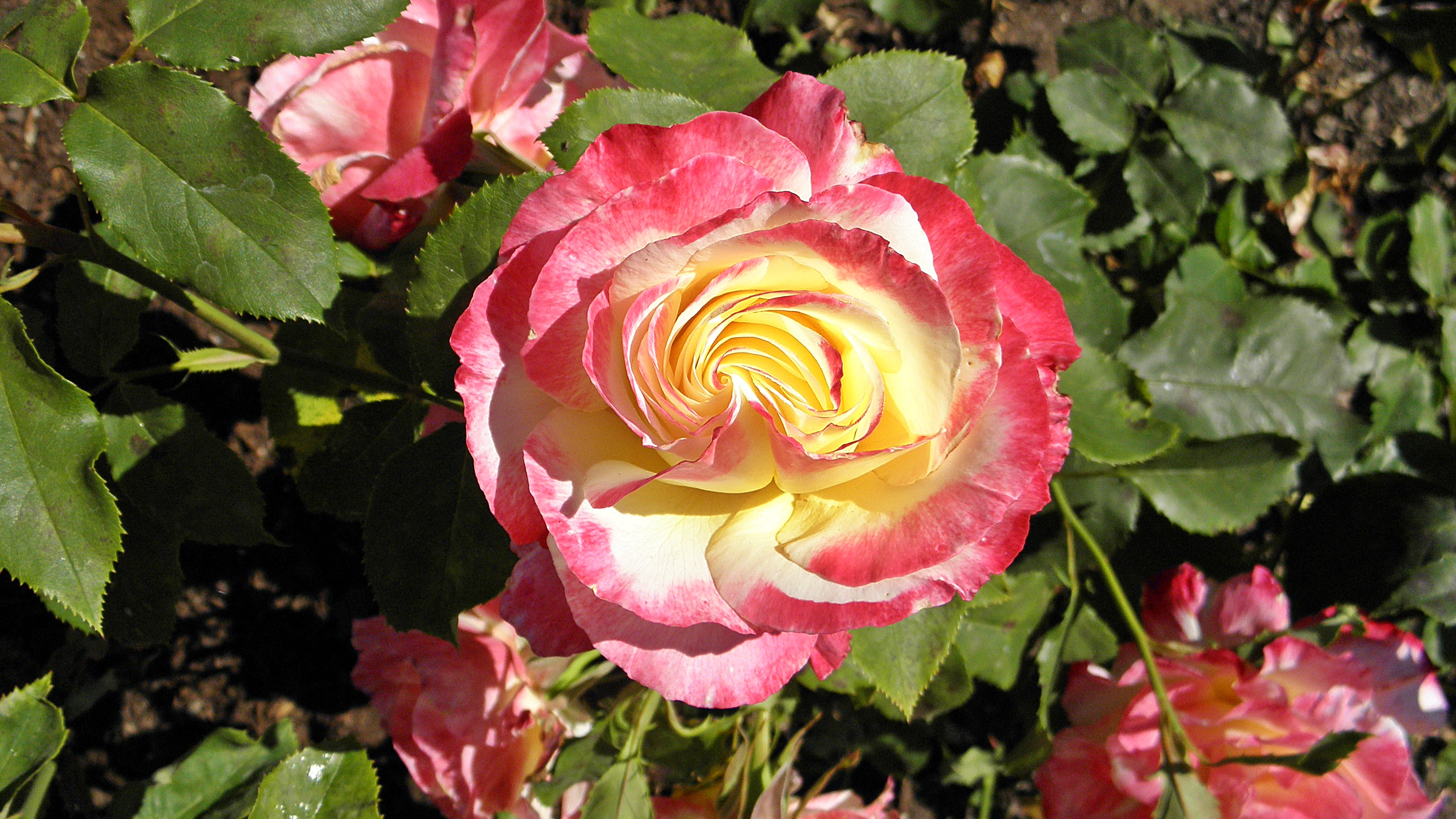 Téléchargez gratuitement l'image Fleurs, Rose, Terre/nature sur le bureau de votre PC