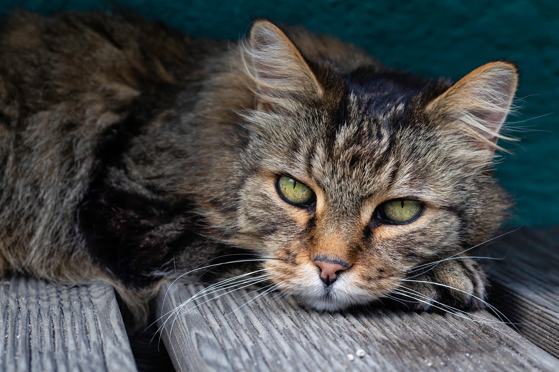 Baixe gratuitamente a imagem Animais, Gatos, Gato, Olhar Fixamente na área de trabalho do seu PC