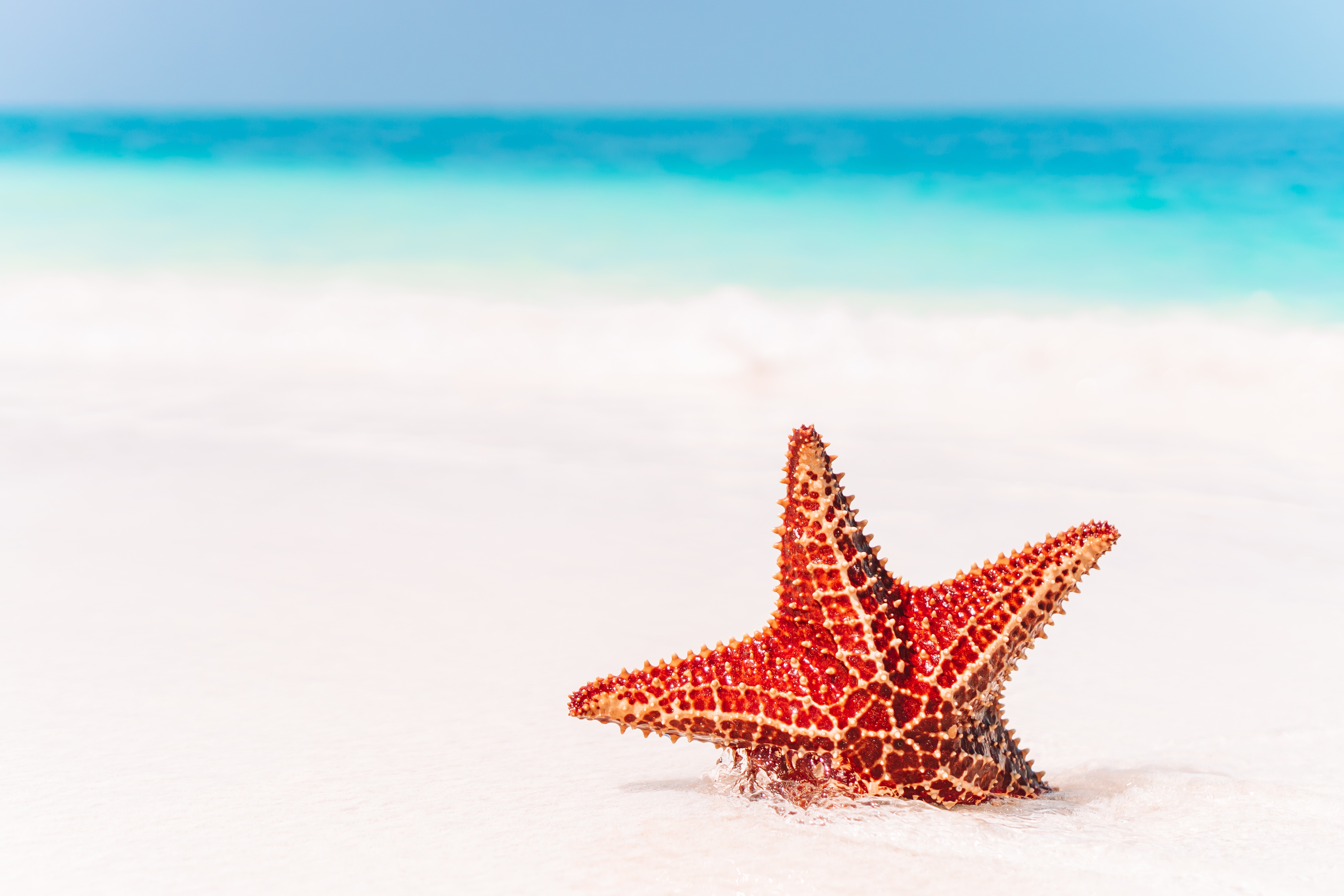 Download mobile wallpaper Sand, Starfish, Animal, Depth Of Field for free.