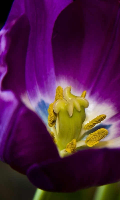 Descarga gratuita de fondo de pantalla para móvil de Flores, Flor, Tulipán, Tierra/naturaleza.