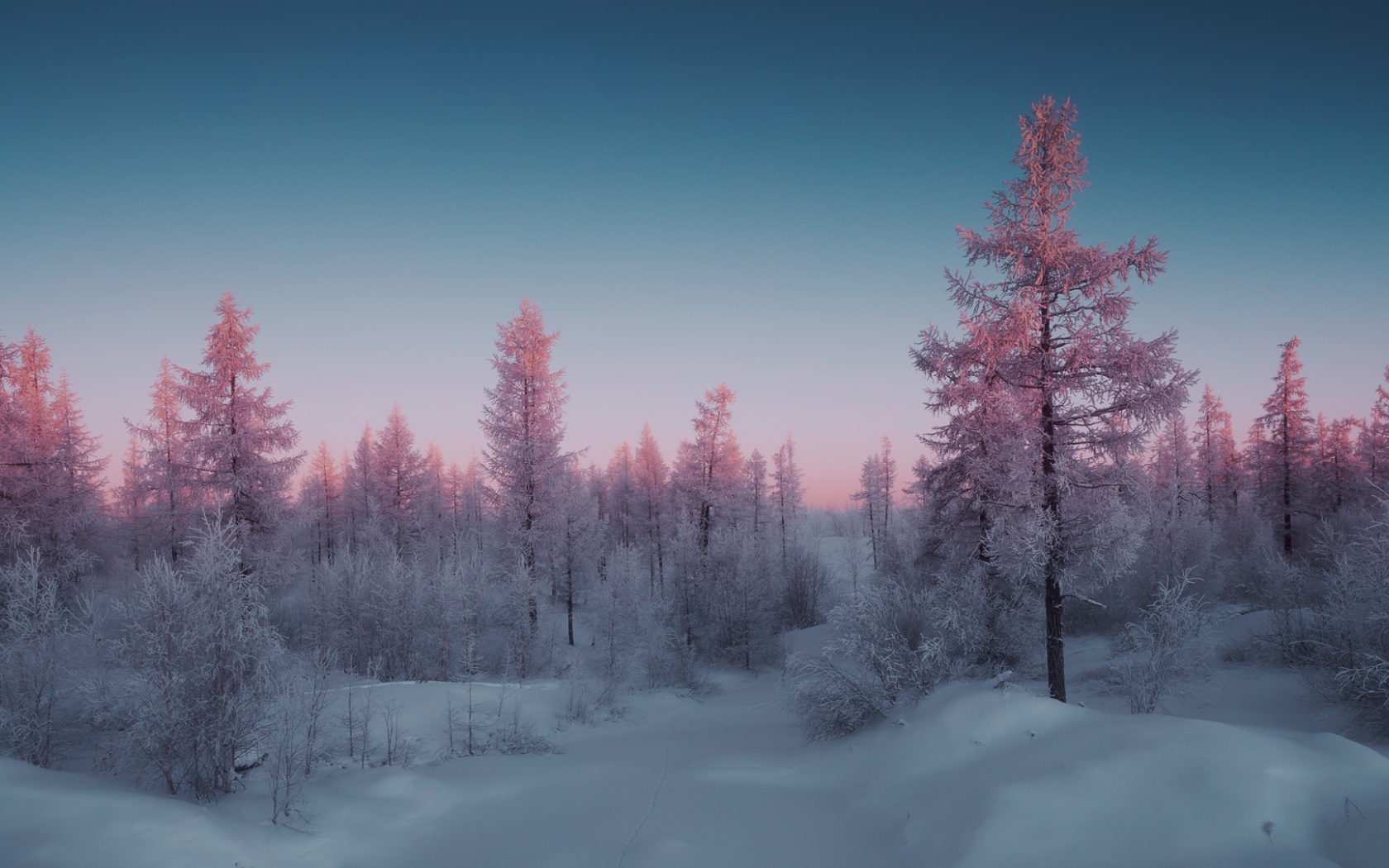 Téléchargez gratuitement l'image Hiver, Forêt, Arbre, Terre/nature, Neiger sur le bureau de votre PC