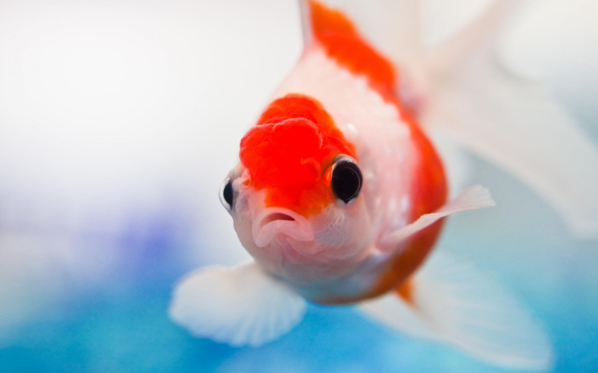 Free download wallpaper Animal, Fish on your PC desktop