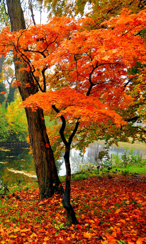 Скачать картинку Река, Осень, Дерево, Земля, Падать, Земля/природа в телефон бесплатно.