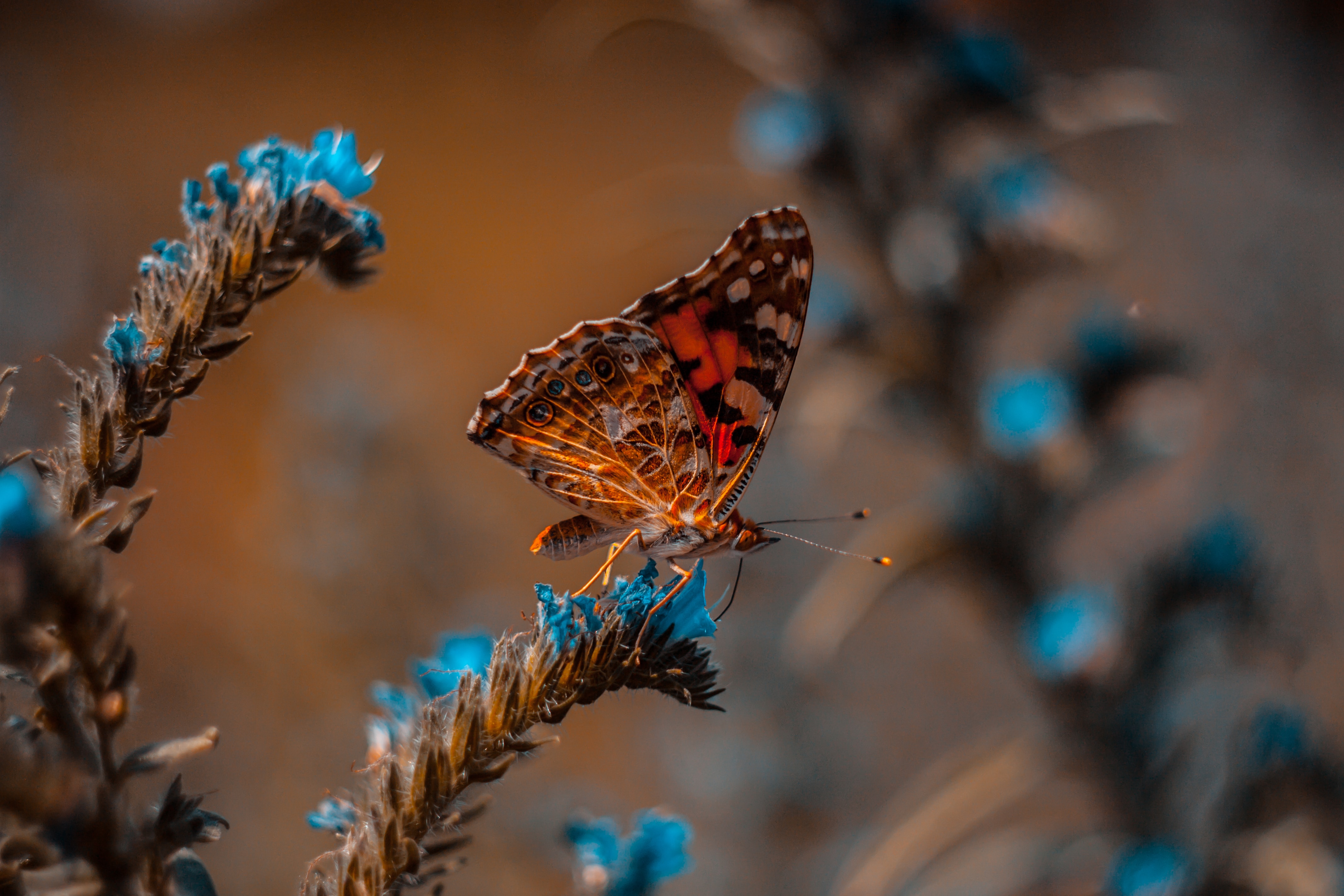 flower, butterfly, macro, insect Aesthetic wallpaper
