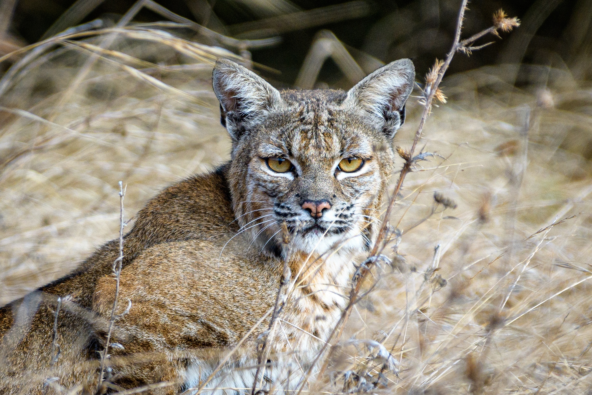 Téléchargez gratuitement l'image Animaux, Chats, Lynx sur le bureau de votre PC