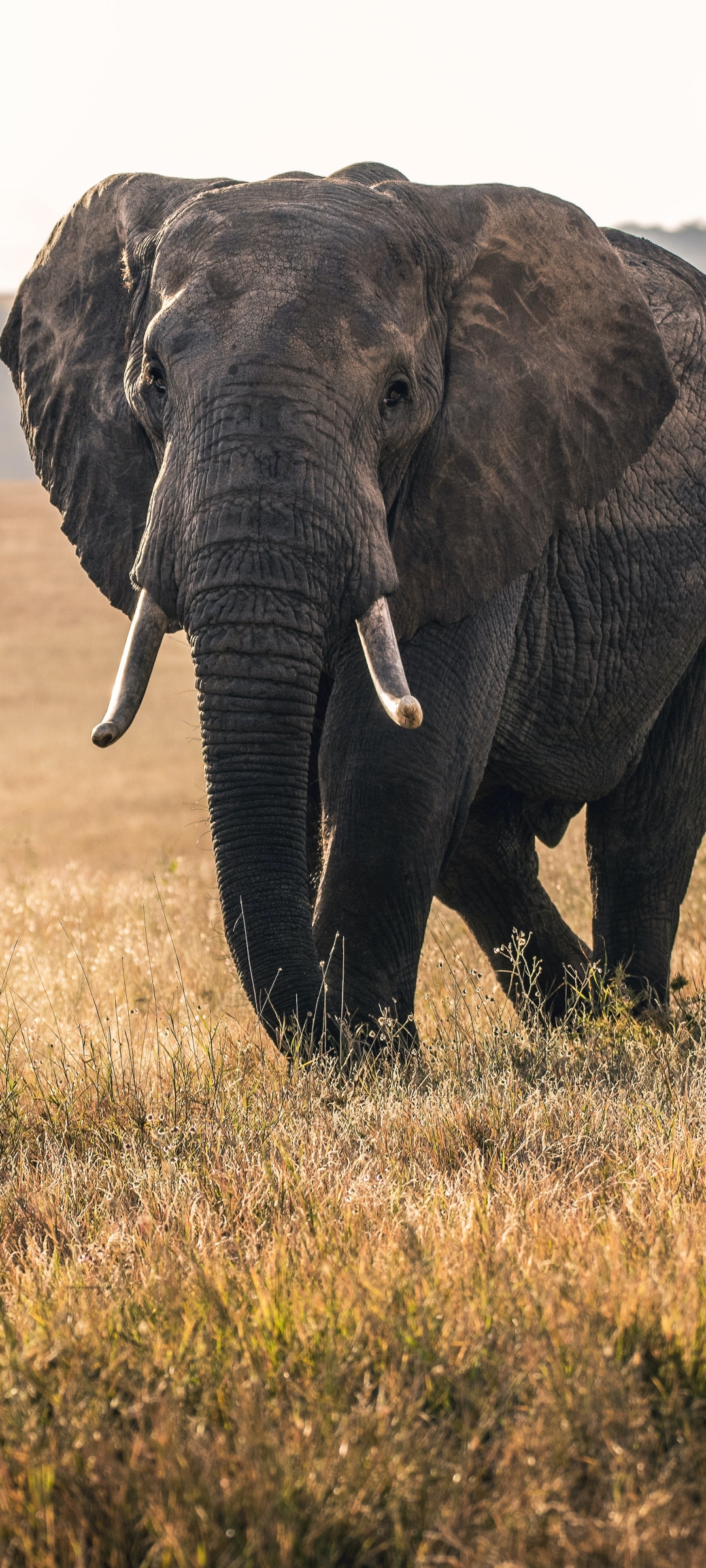 無料モバイル壁紙動物, アフリカゾウ, ゾウをダウンロードします。