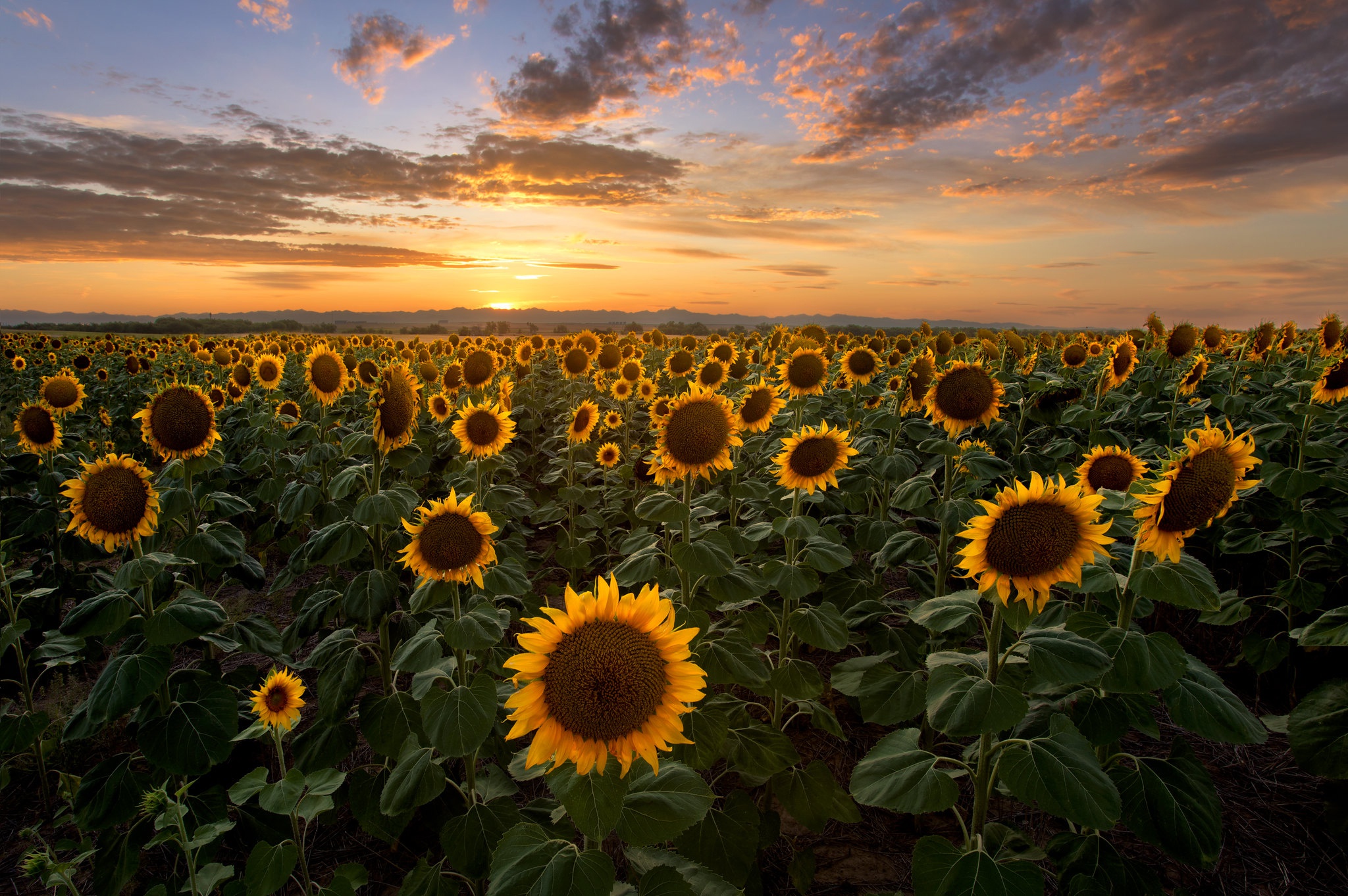 Free download wallpaper Flowers, Sunset, Sky, Summer, Earth, Field, Cloud, Sunflower, Yellow Flower on your PC desktop