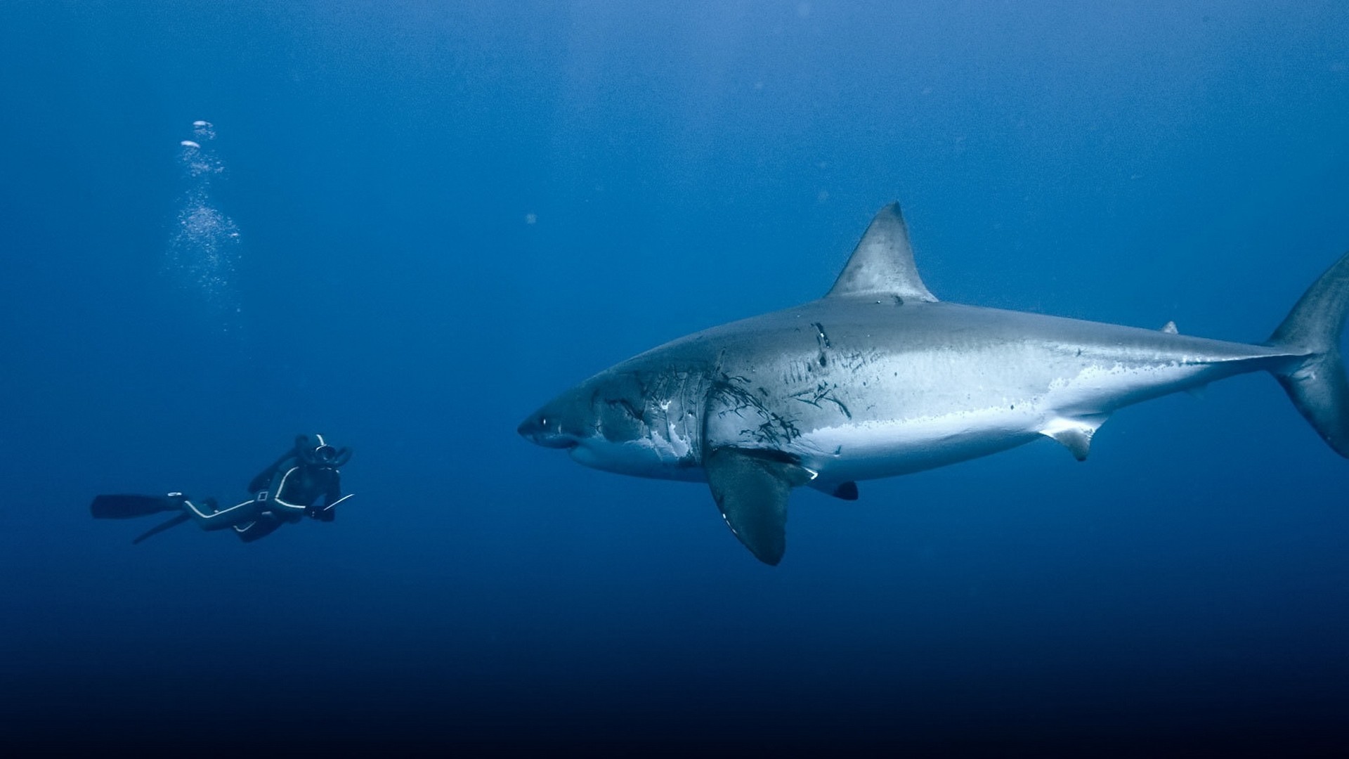 251607 baixar imagens animais, tubarão - papéis de parede e protetores de tela gratuitamente