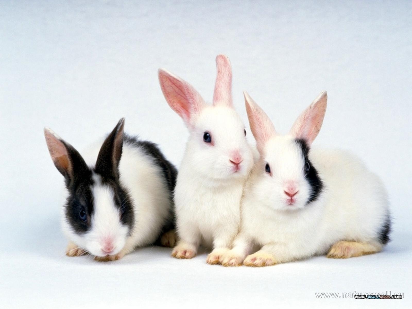 Скачать обои бесплатно Кролики, Животные картинка на рабочий стол ПК