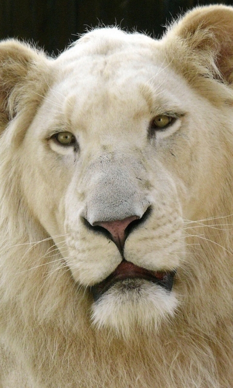 無料モバイル壁紙動物, ライオン, ホワイトライオンをダウンロードします。