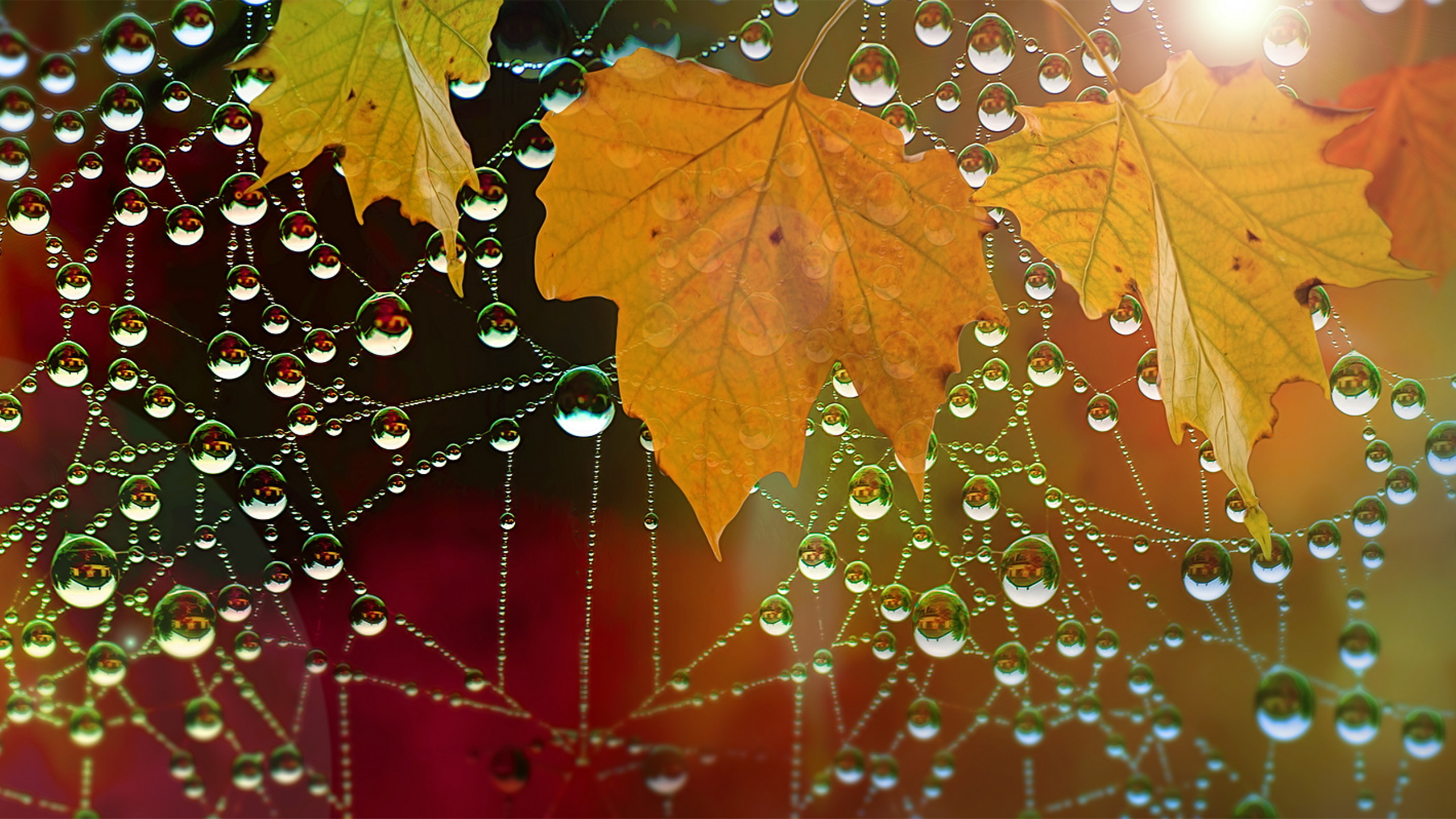 Free download wallpaper Macro, Leaf, Earth, Water Drop, Spider Web on your PC desktop