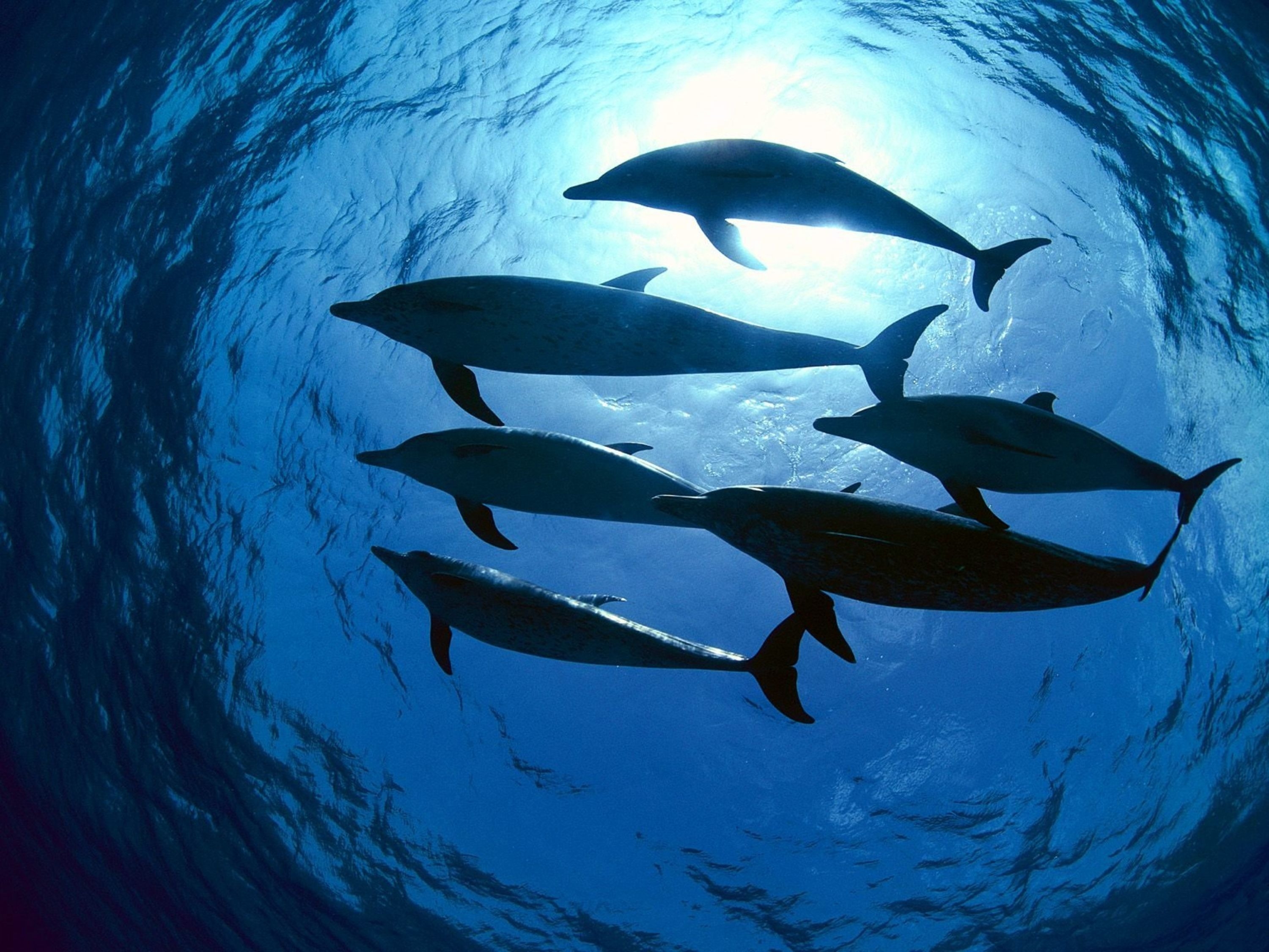 Descarga gratuita de fondo de pantalla para móvil de Delfines, Nadar, Animales, Mundo Submarino.