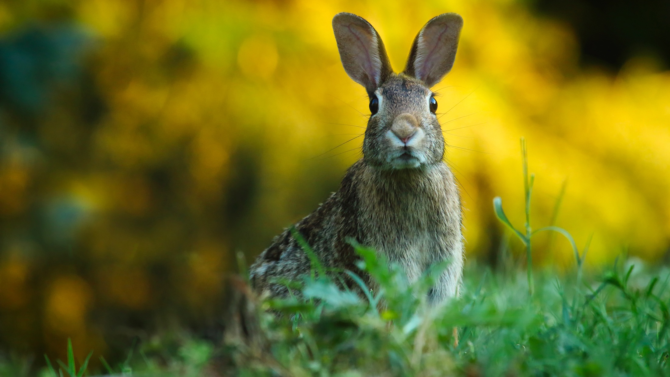 PCデスクトップに動物, ぼかし, 野ウサギ画像を無料でダウンロード