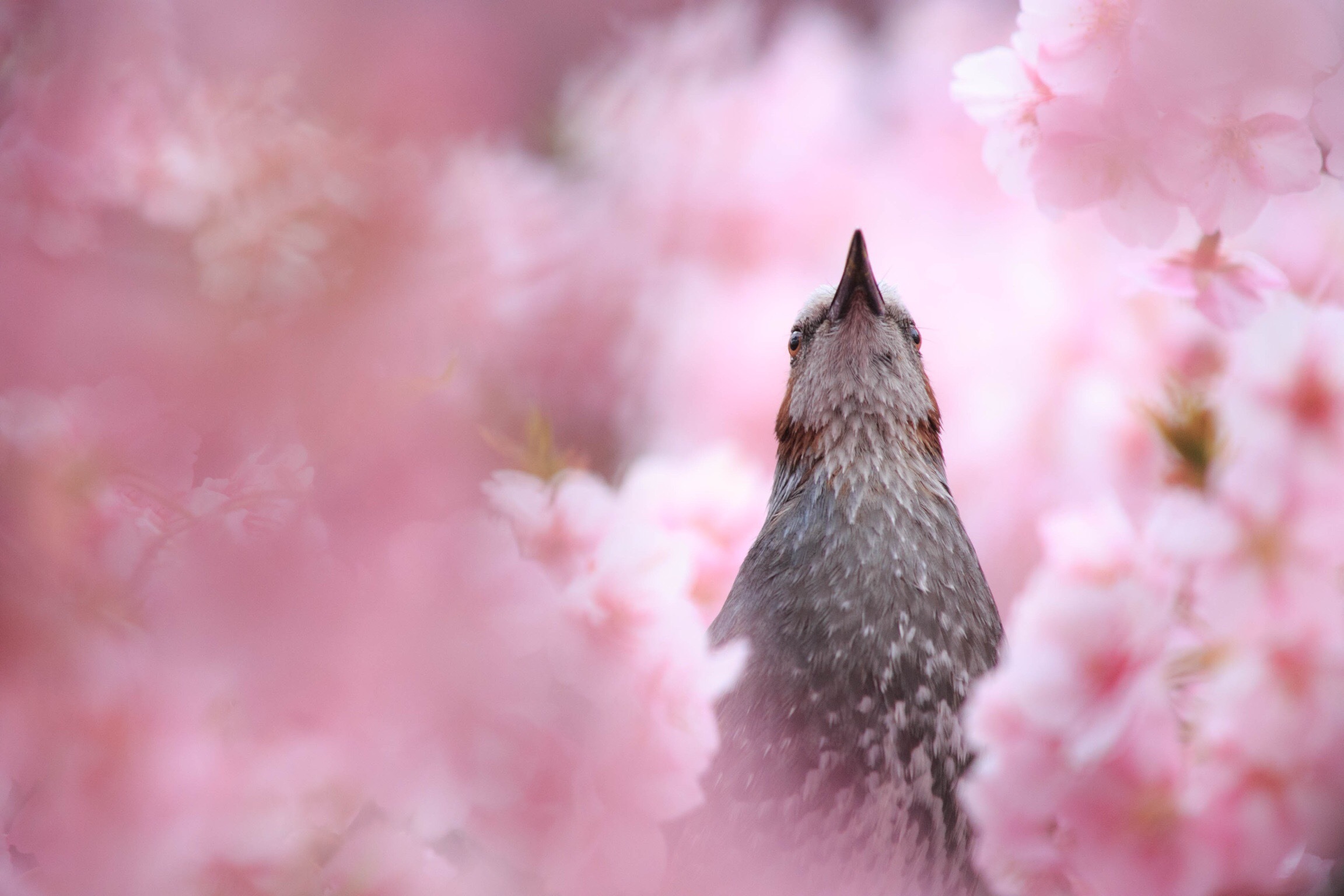 Laden Sie das Tiere, Vögel, Vogel, Verwischen, Frühling, Blüte, Pinke Blume-Bild kostenlos auf Ihren PC-Desktop herunter