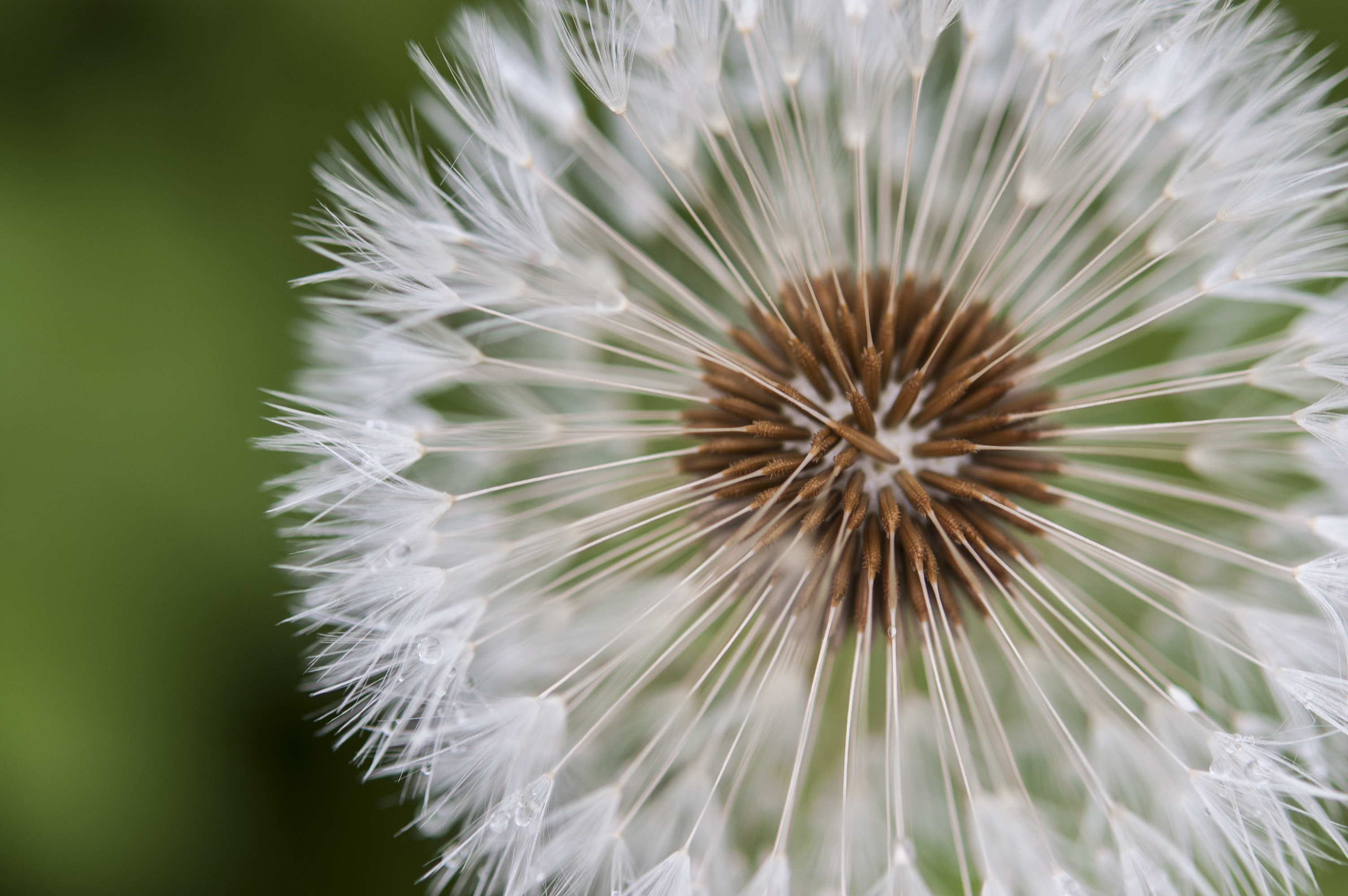 Download mobile wallpaper Close Up, Earth, Dandelion for free.