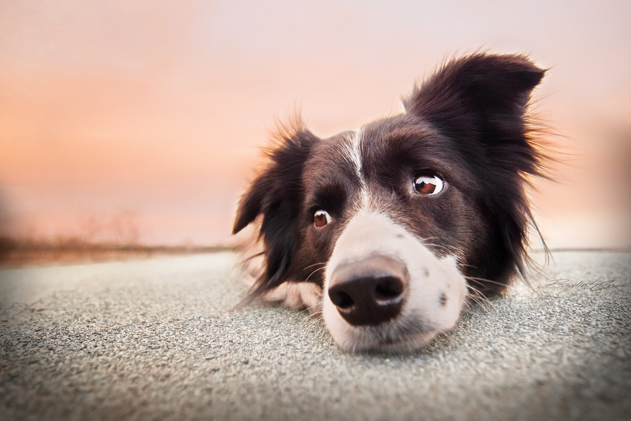 Download mobile wallpaper Dogs, Dog, Muzzle, Animal, Border Collie, Resting for free.