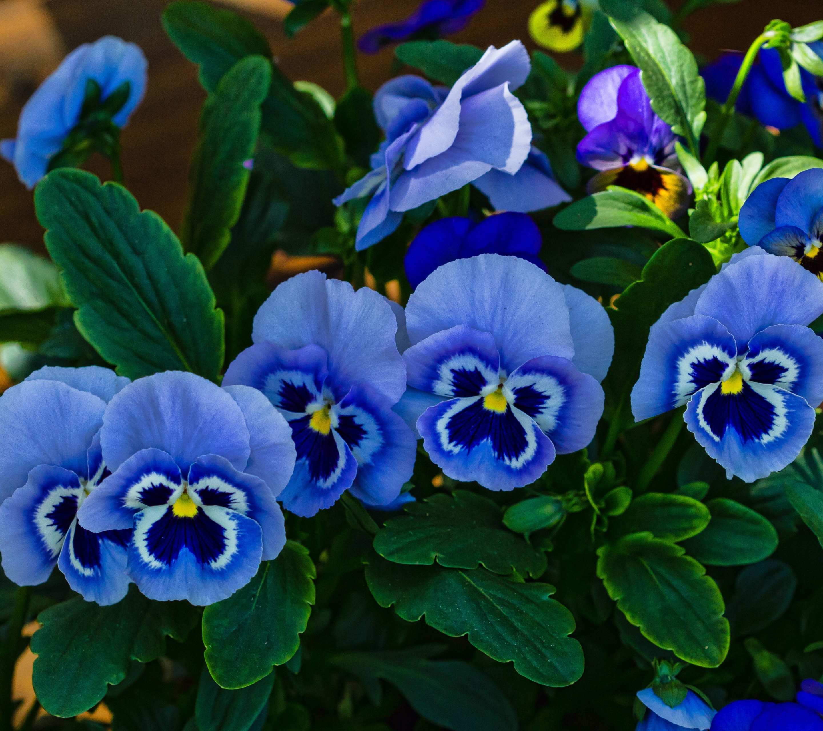 Download mobile wallpaper Flowers, Flower, Earth, Pansy, Blue Flower for free.