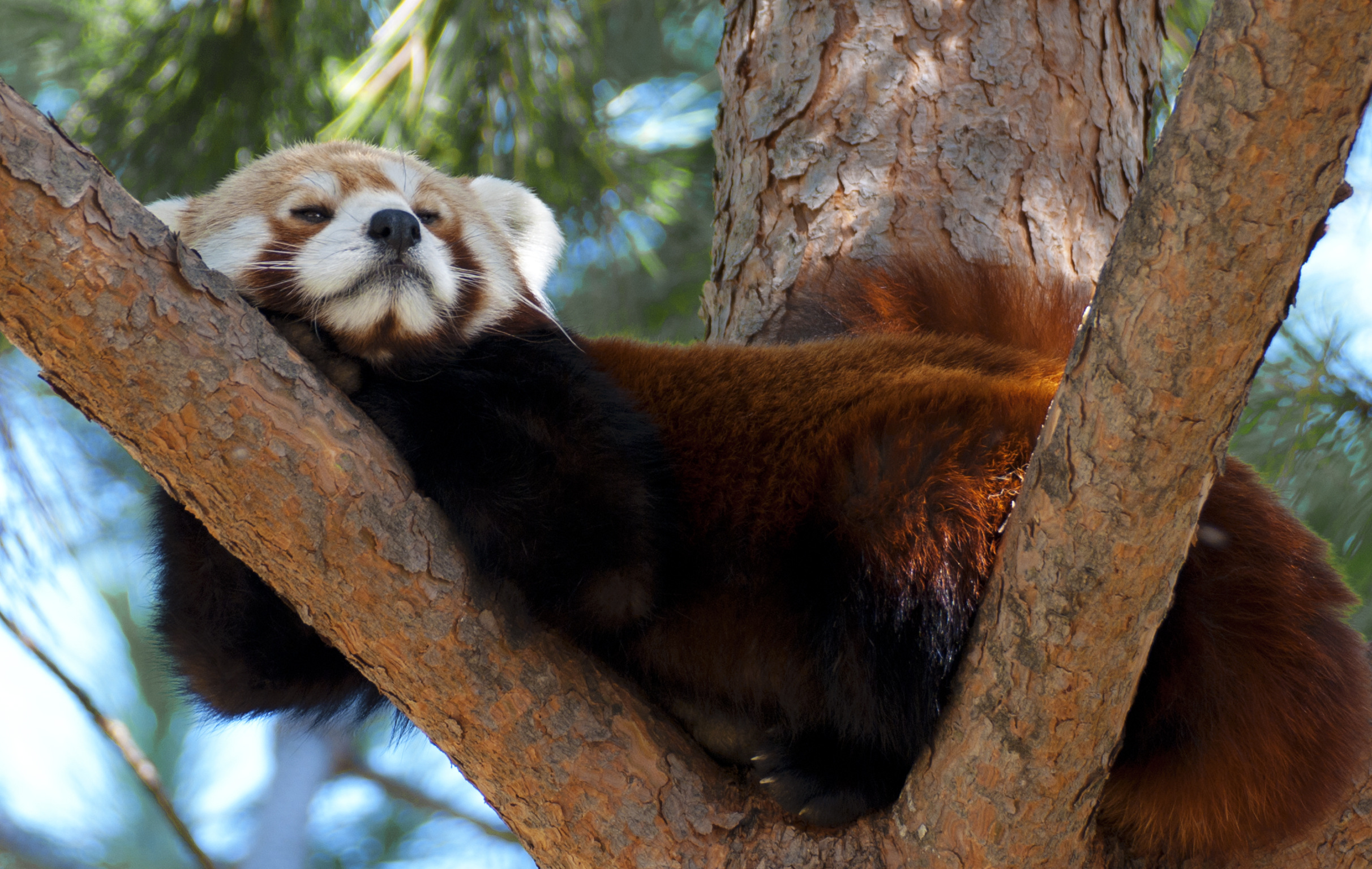 animal, red panda, bear, bokeh, relax, tree