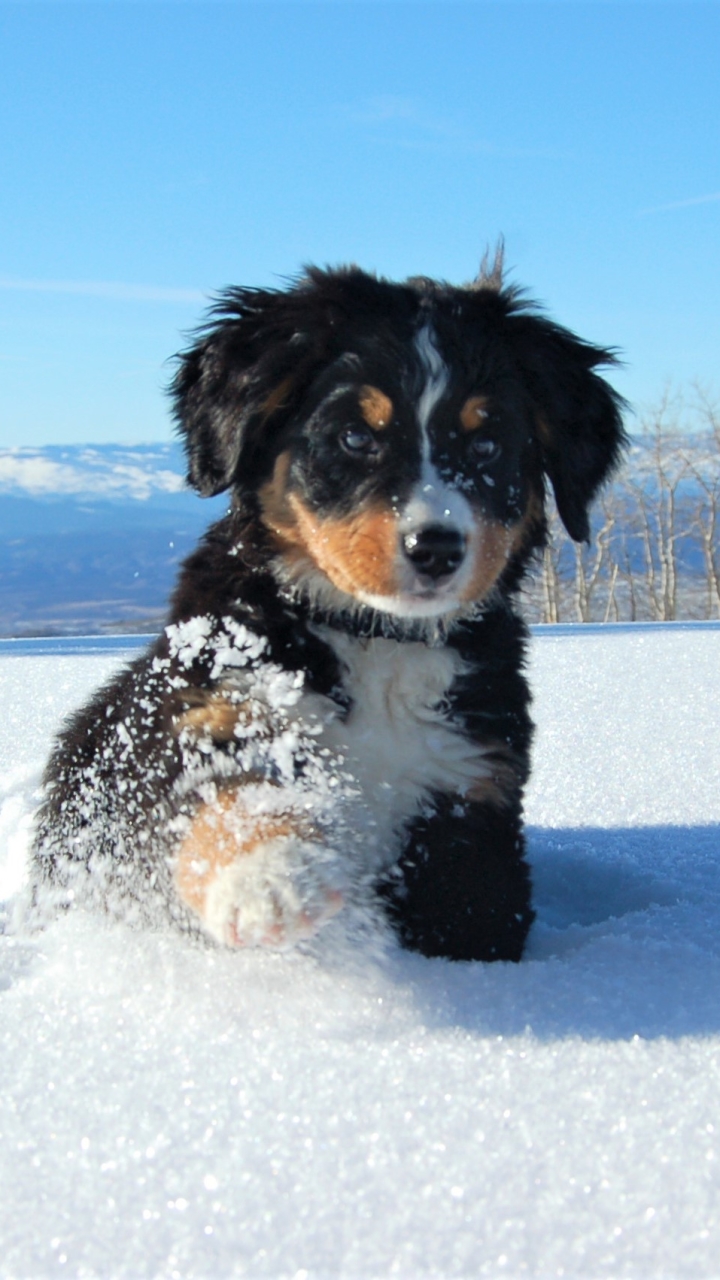 Download mobile wallpaper Winter, Dogs, Snow, Dog, Animal, Puppy, Cute, Bernese Mountain Dog, Baby Animal for free.