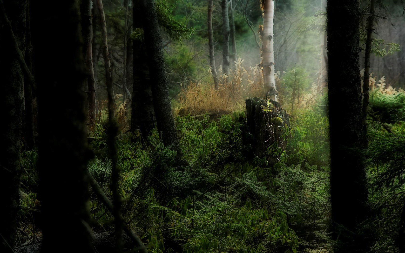 Free download wallpaper Forest, Earth on your PC desktop