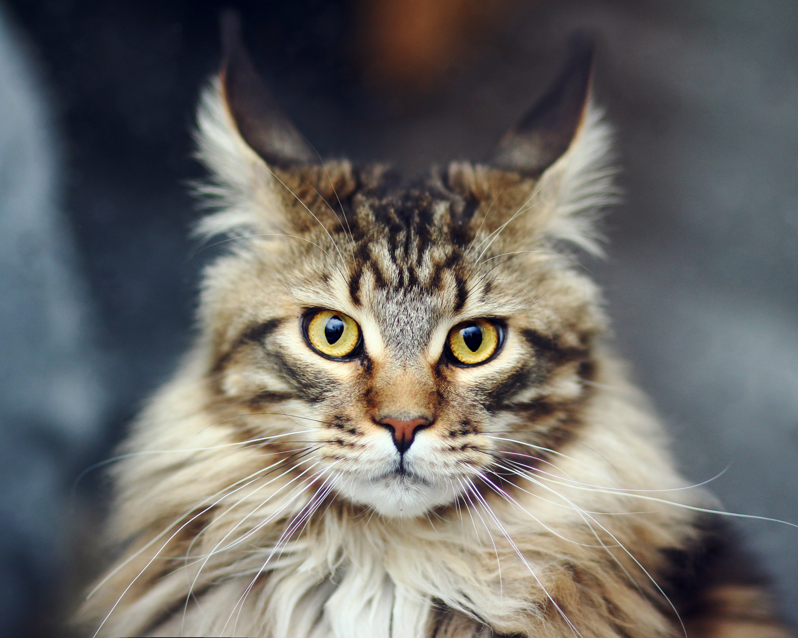 Download mobile wallpaper Cats, Cat, Muzzle, Animal, Whiskers for free.