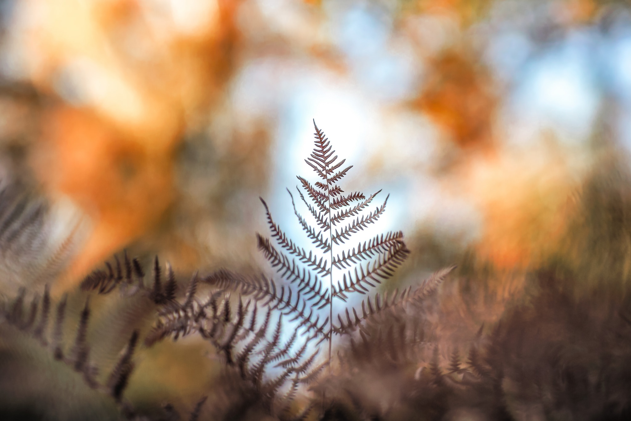 Download mobile wallpaper Nature, Fern, Blur, Close Up, Earth for free.