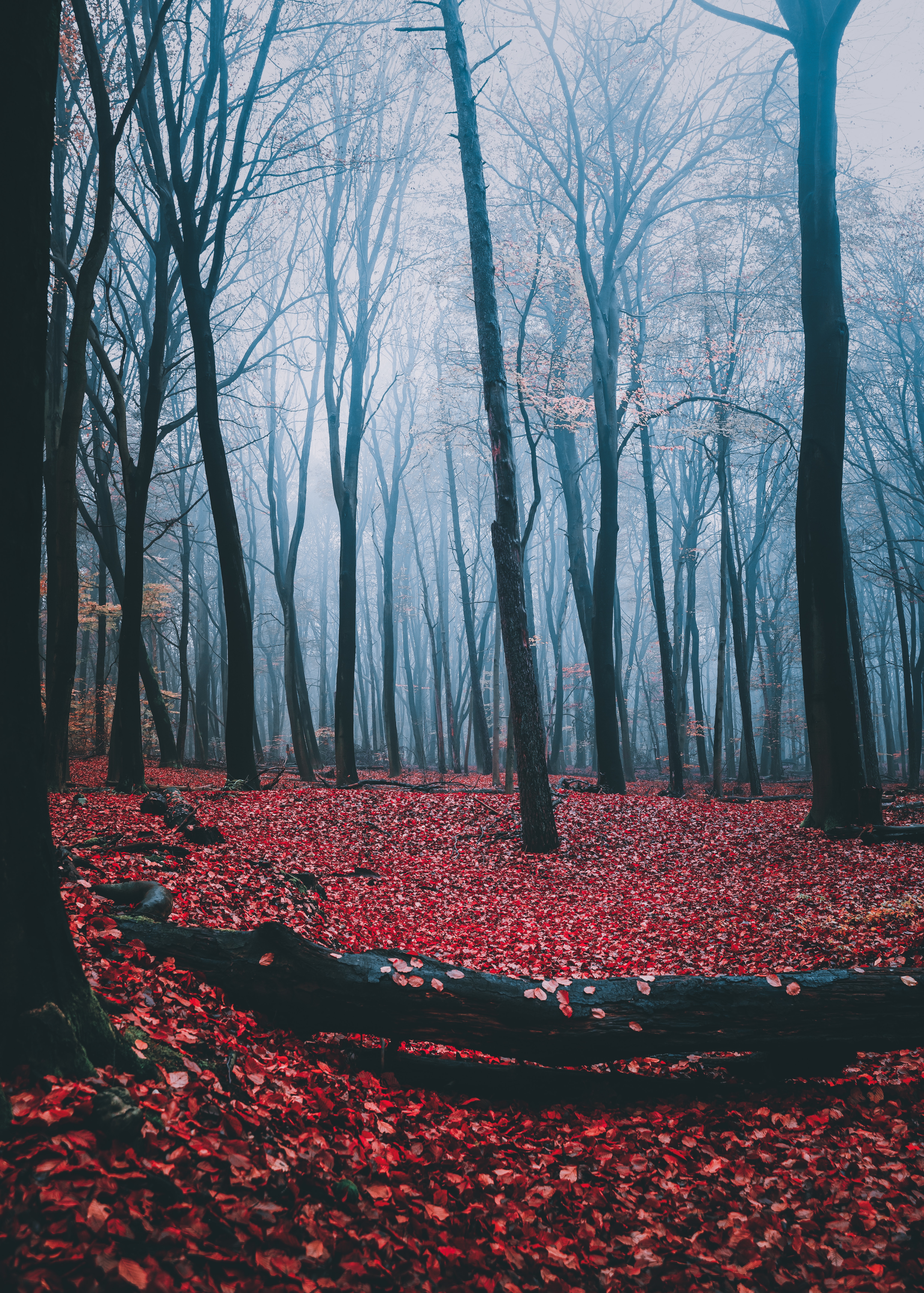 Download mobile wallpaper Fog, Forest, Trees, Leaves, Nature, Autumn for free.