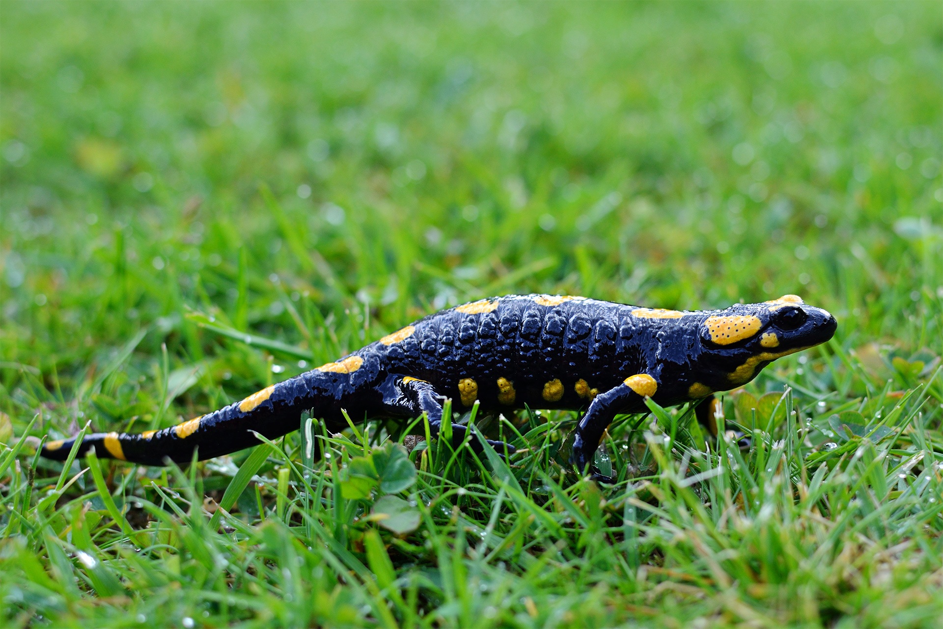 amphibian, animal, salamander, grass