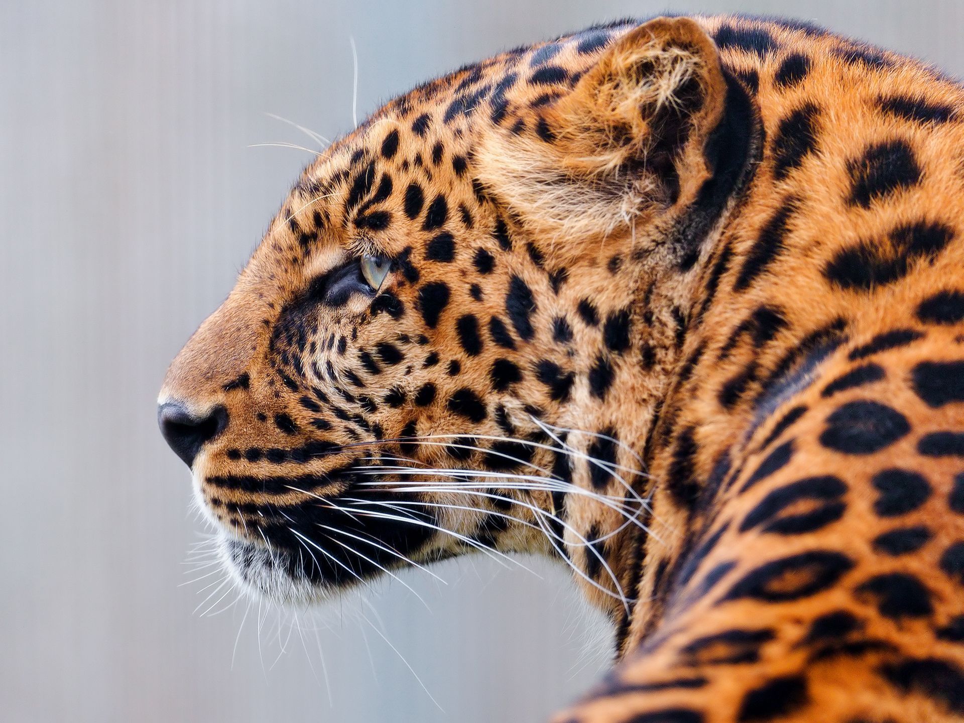 Handy-Wallpaper Tiere, Leopard kostenlos herunterladen.