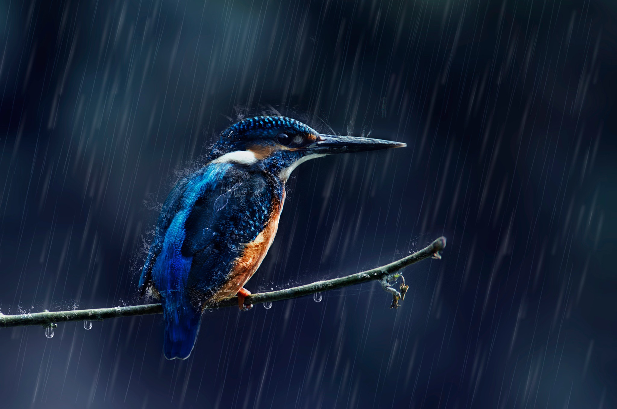 branch, kingfisher, rain, animal, bird, birds