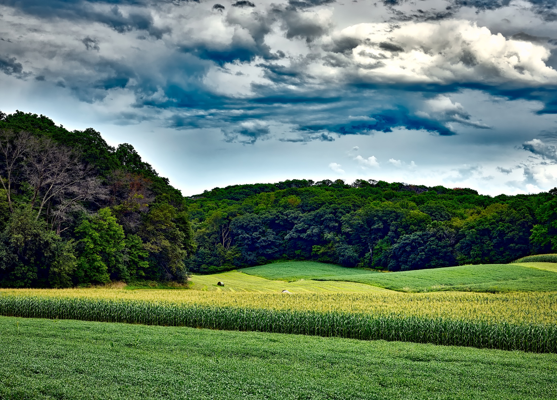 trees, cornfield, nature, grass, summer, wisconsin, corn field