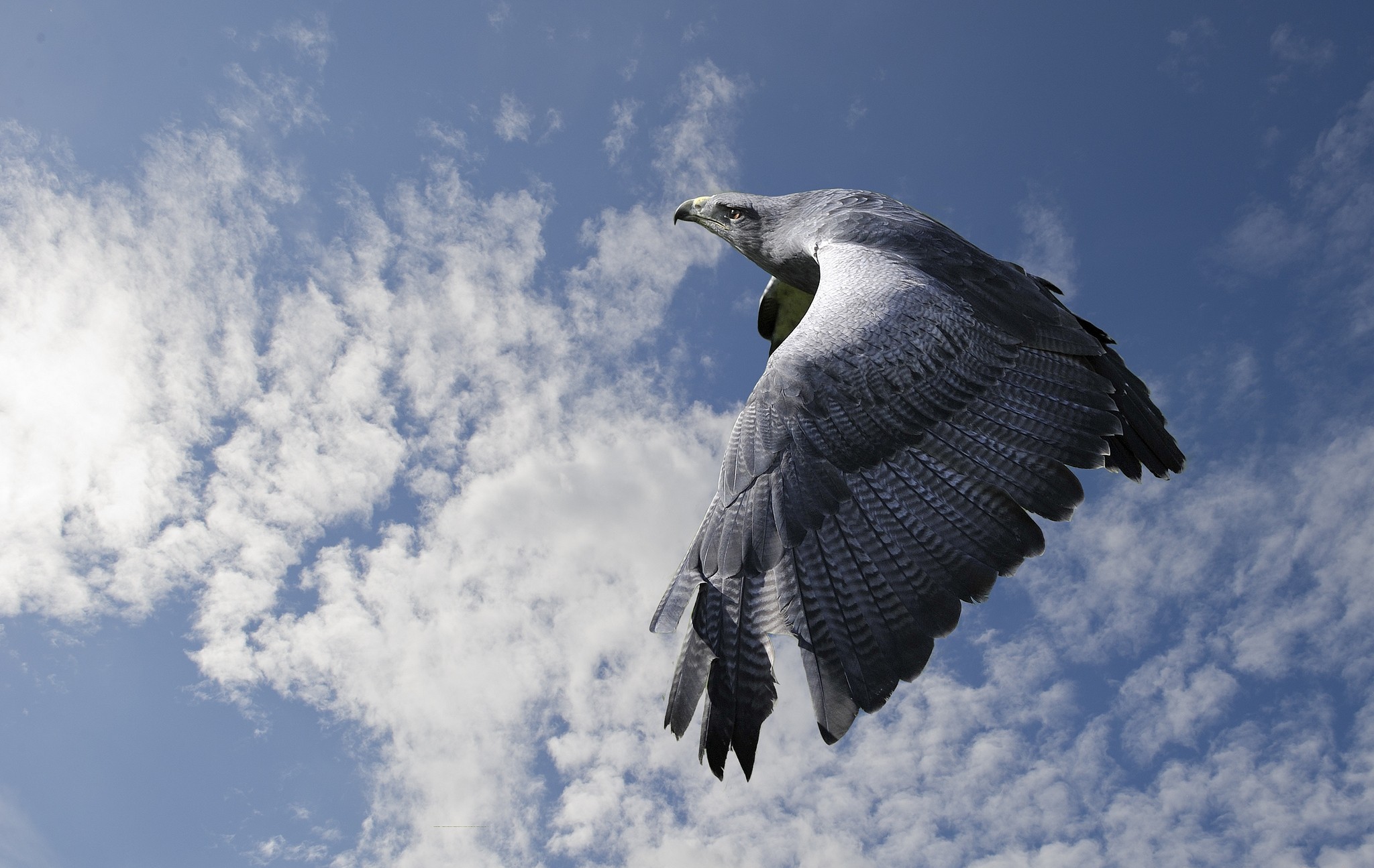 Free download wallpaper Birds, Flight, Animal, Eagle on your PC desktop