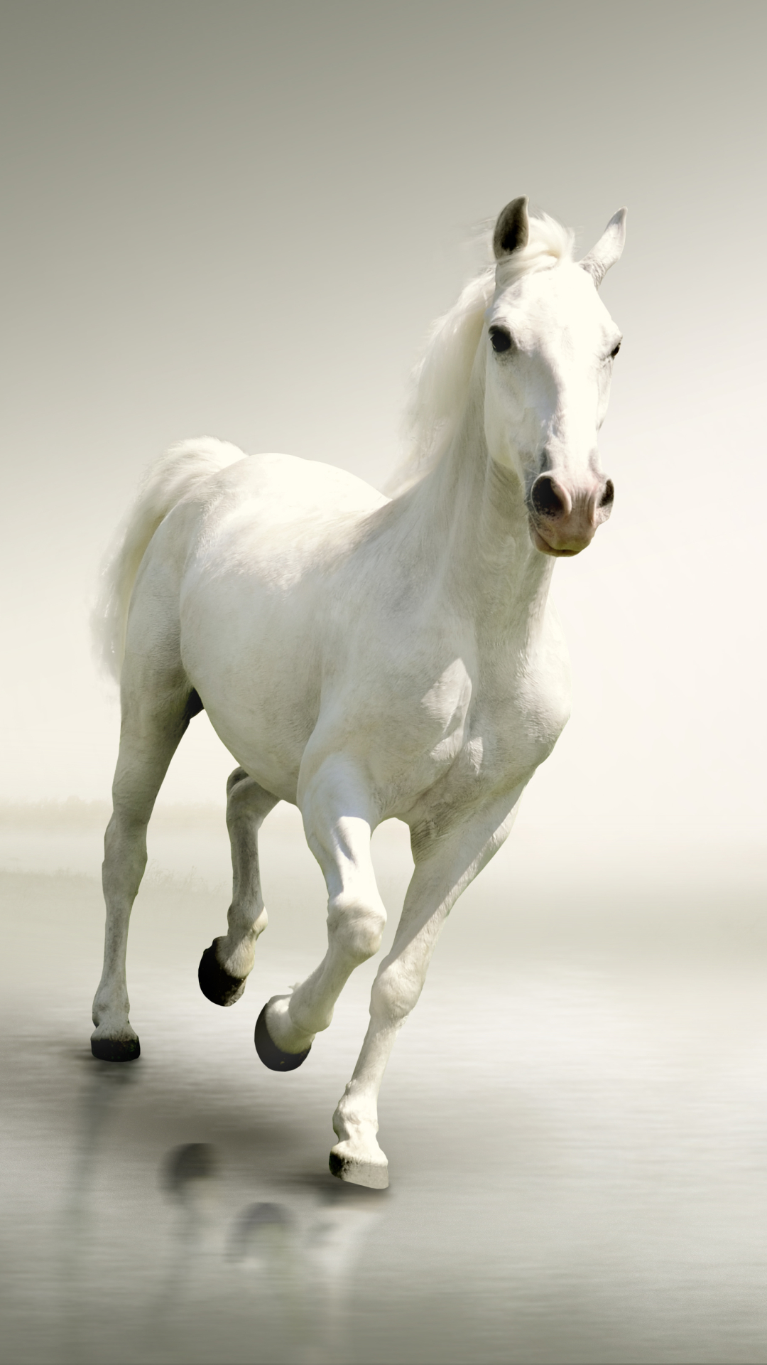 Download mobile wallpaper Animal, Horse for free.