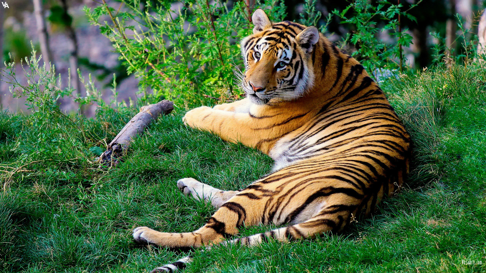 Download mobile wallpaper Cats, Tiger, Animal for free.