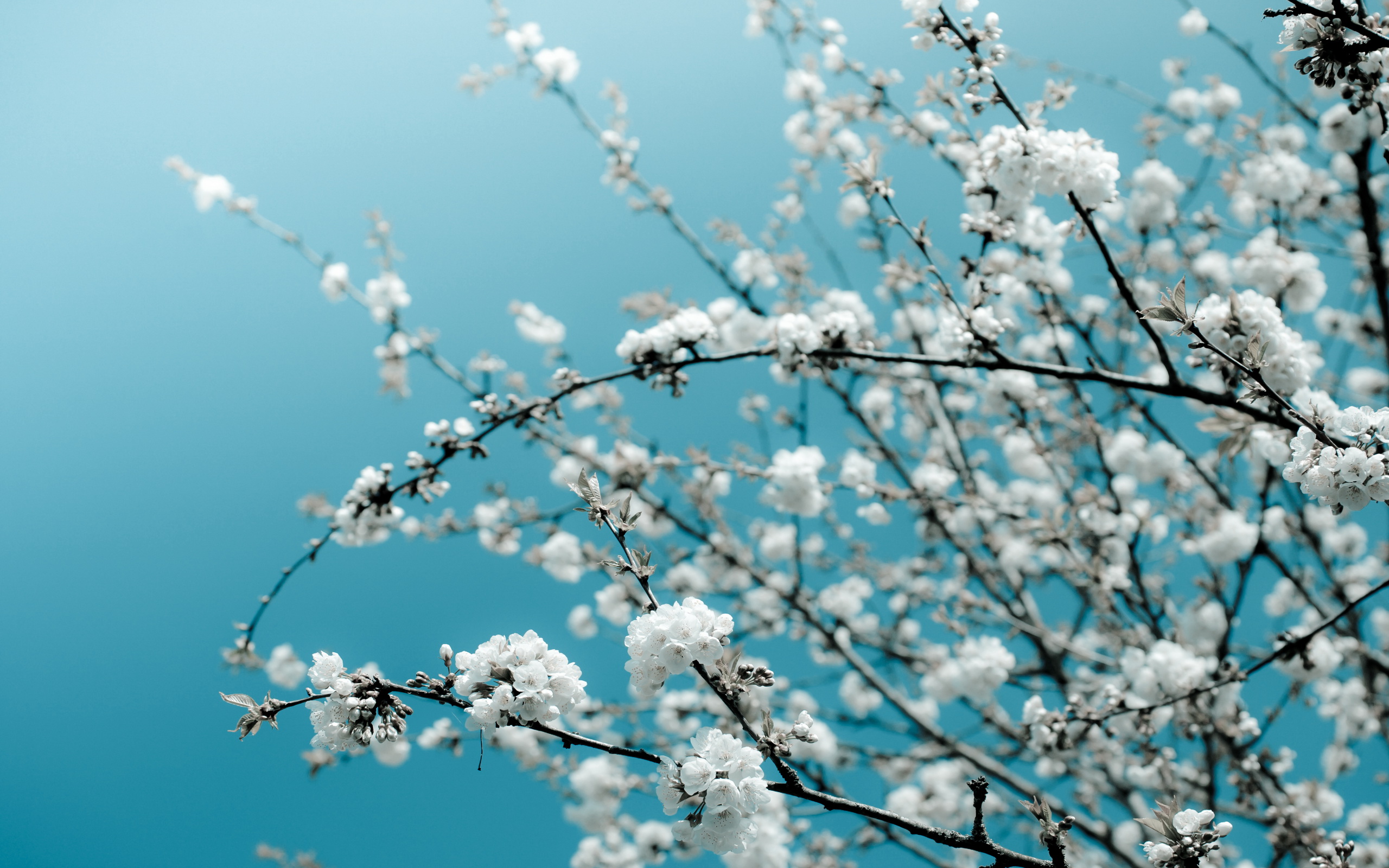 Descarga gratuita de fondo de pantalla para móvil de Flor De Cerezo, Florecer, Sakura, Primavera, Flores, Tierra/naturaleza.
