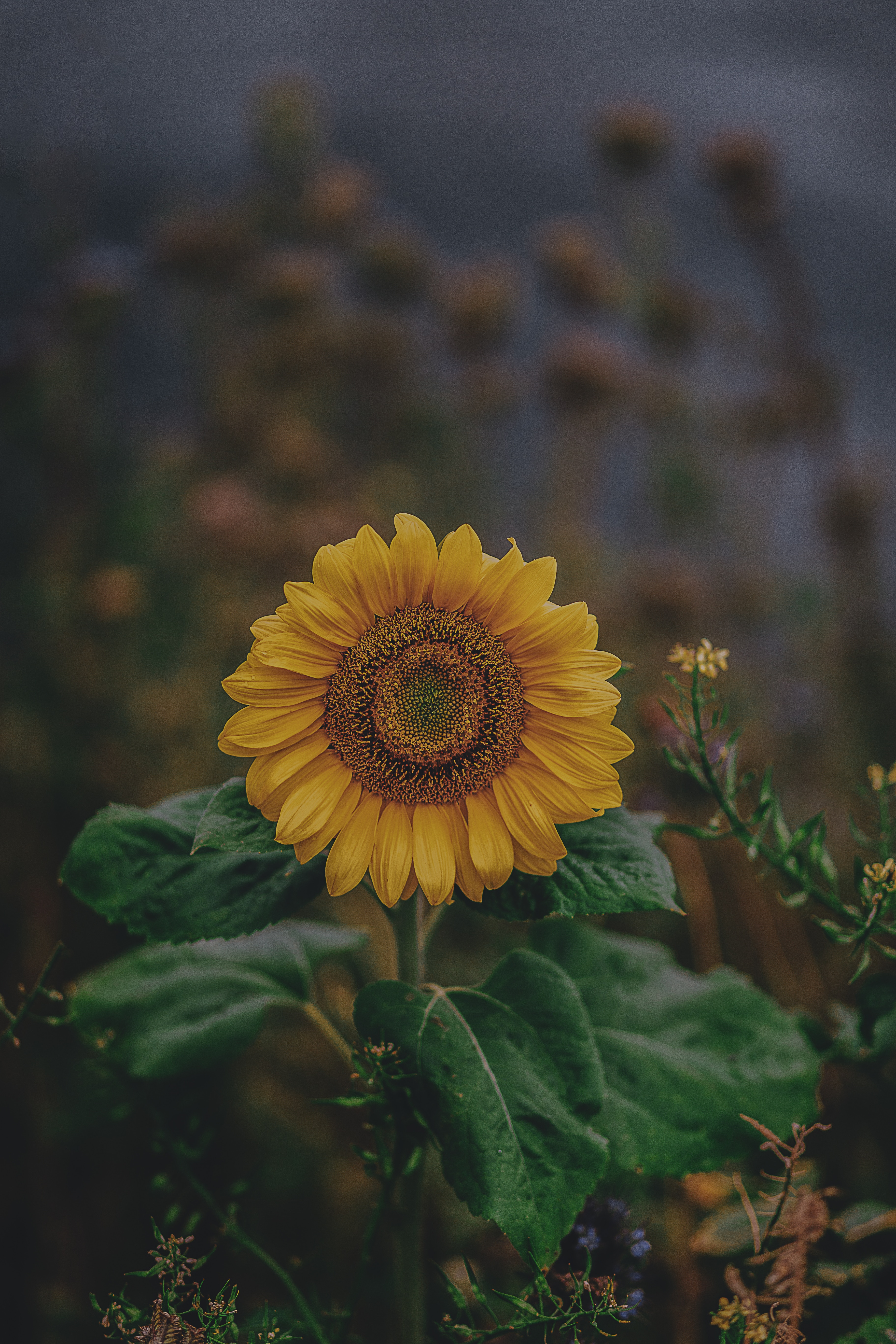 Free download wallpaper Sunflower, Flowers, Flower, Petals, Flowering, Bloom on your PC desktop