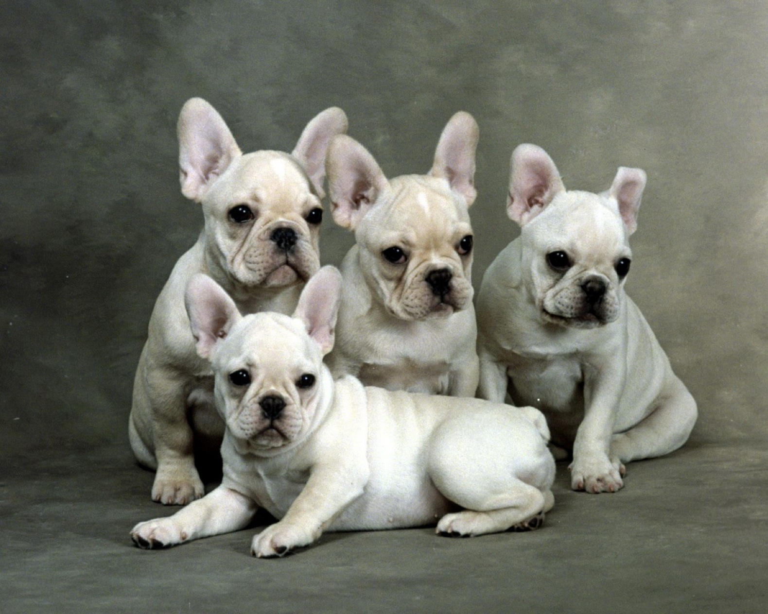 164508 descargar fondo de pantalla bulldog francés, animales, perros: protectores de pantalla e imágenes gratis