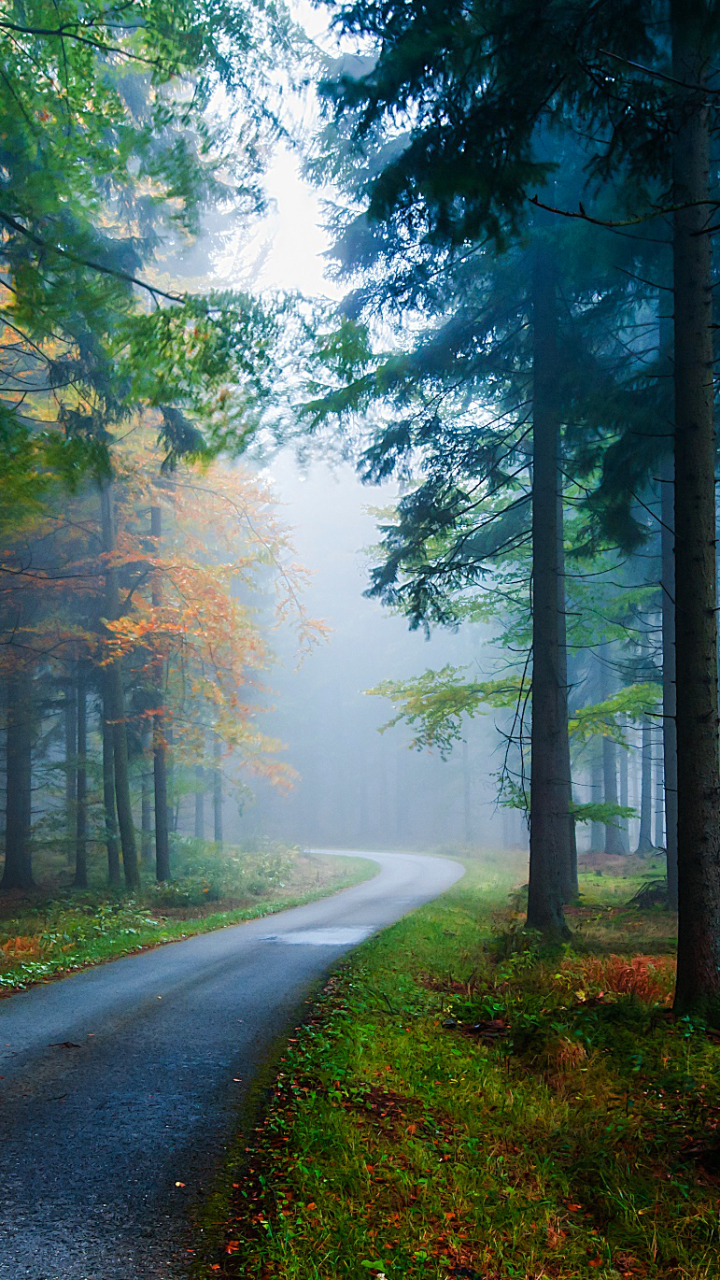 Скачати мобільні шпалери Природа, Дорога, Ліс, Дерево, Туман, Земля, Падіння безкоштовно.