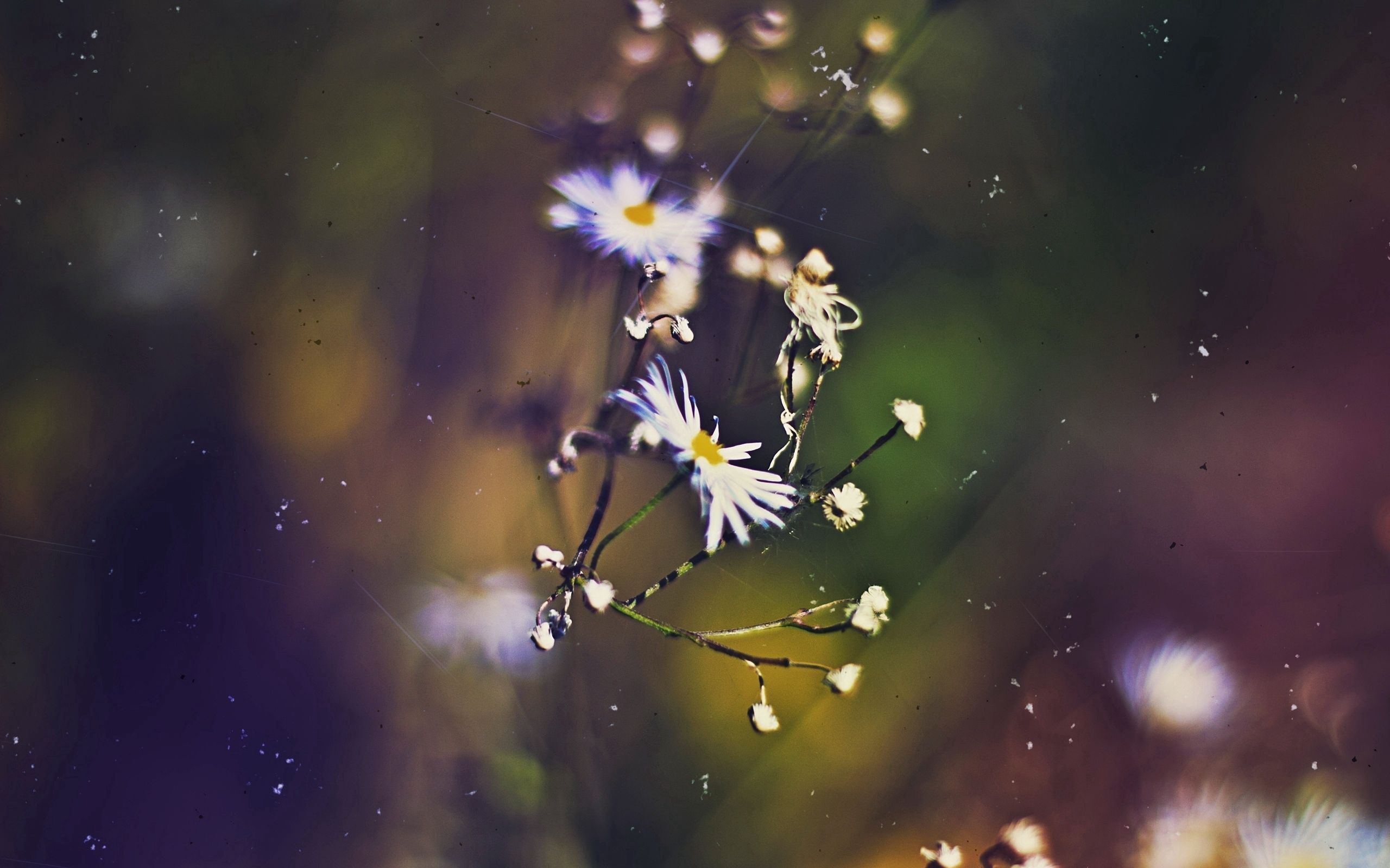 Download mobile wallpaper Macro, Grass, Flowers, Faded, Background for free.