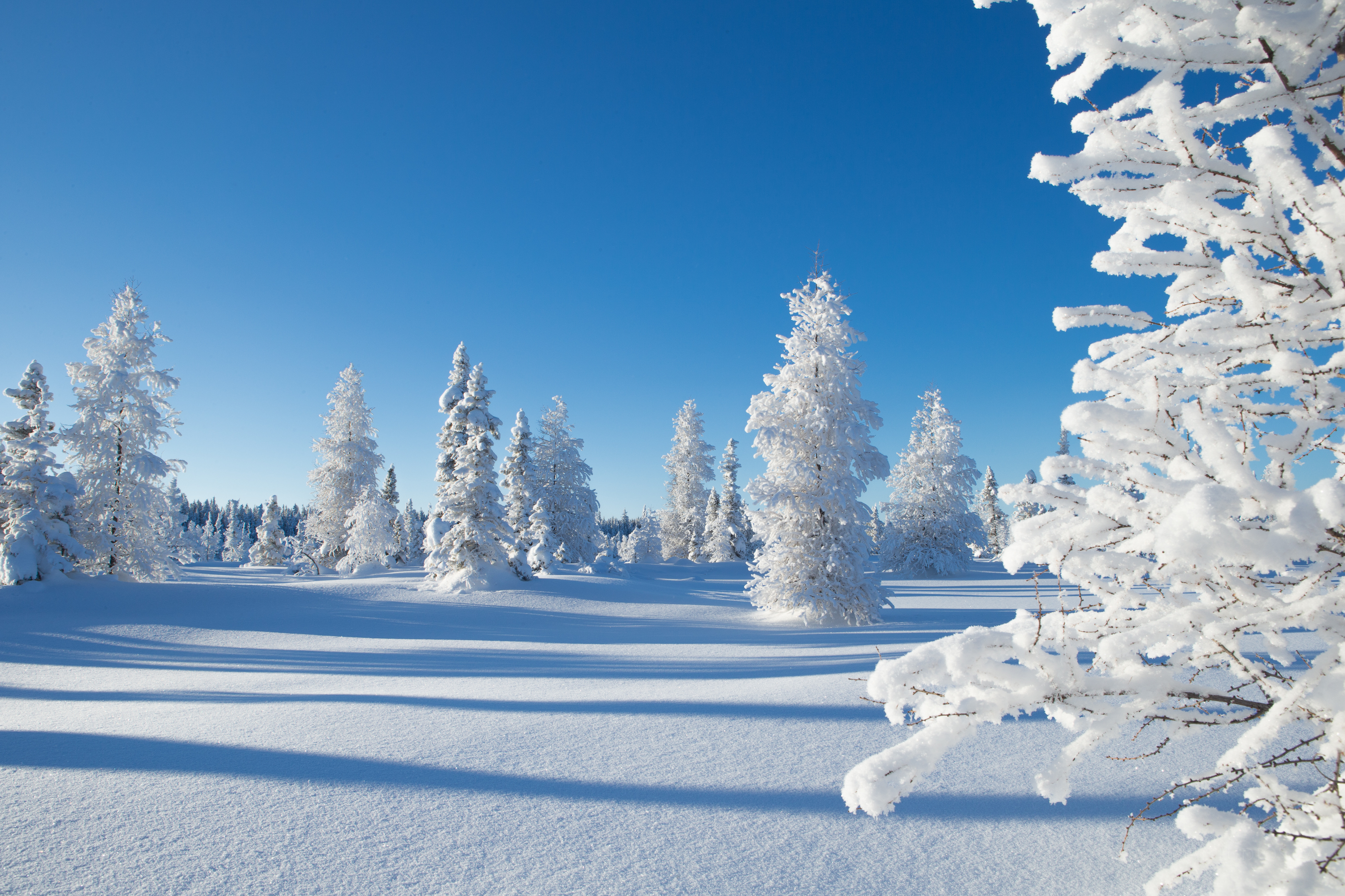 PCデスクトップに冬, 木, 雪, カナダ, 地球画像を無料でダウンロード