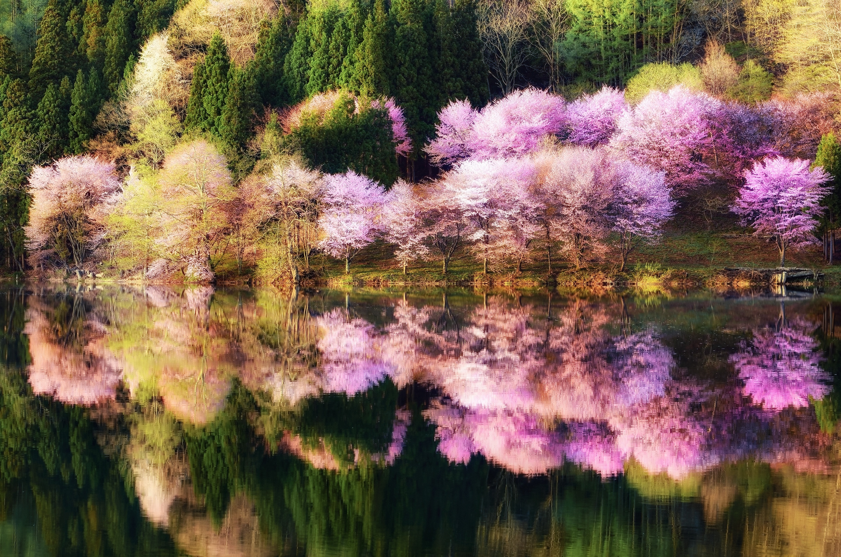 Free download wallpaper Nature, Lake, Reflection, Tree, Earth, Spring, Blossom on your PC desktop