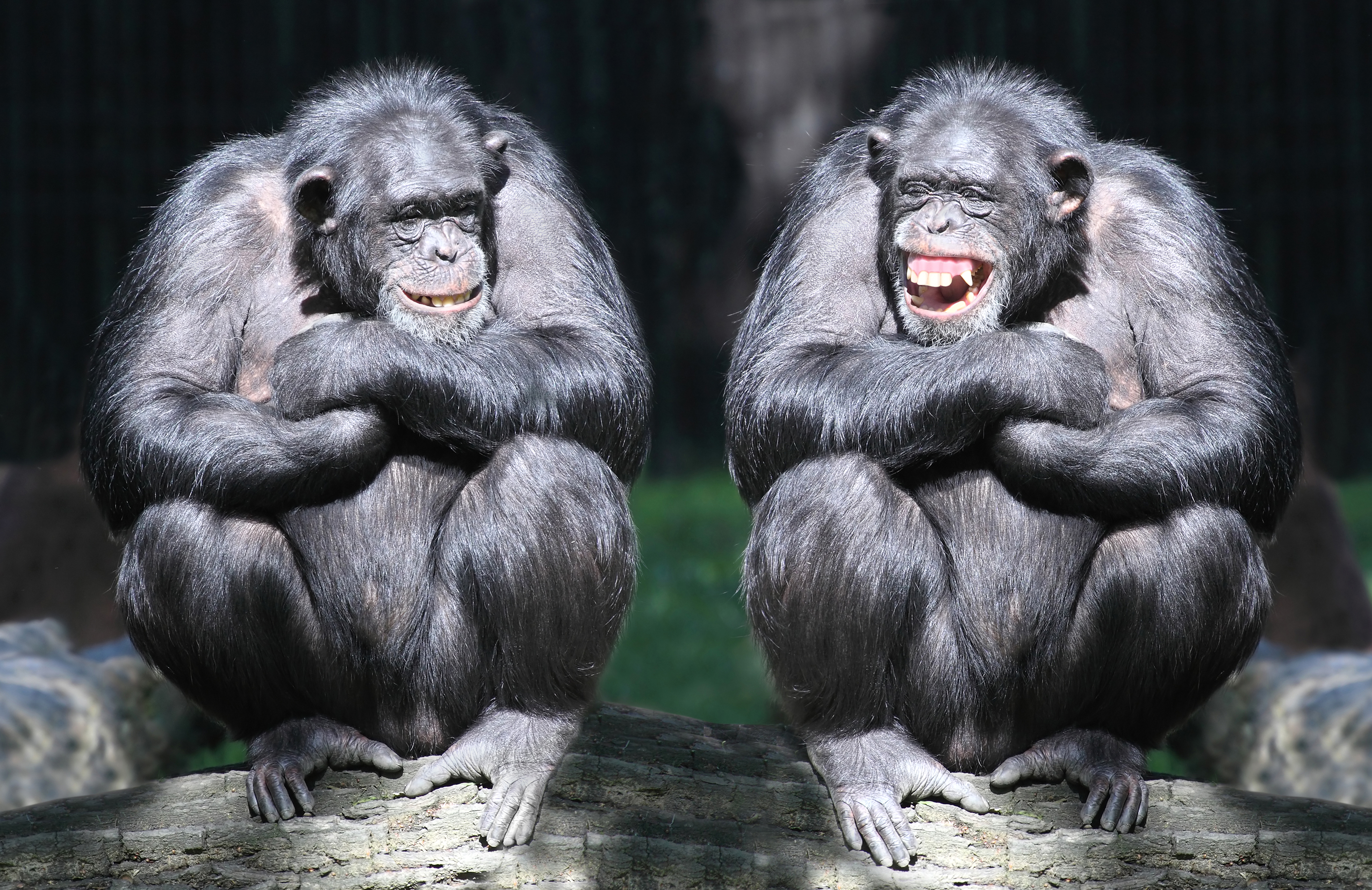 376218 Hintergrundbild herunterladen tiere, bonobos, affe, affen, lächeln - Bildschirmschoner und Bilder kostenlos