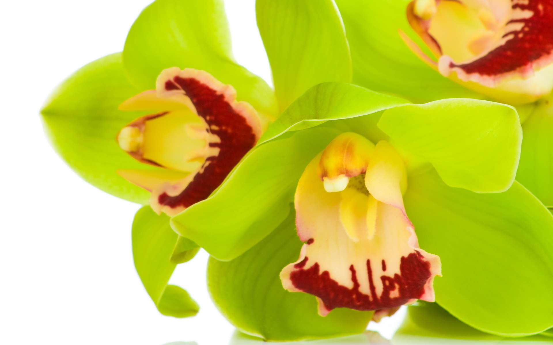 Téléchargez gratuitement l'image Fleurs, Orchidée, Terre/nature sur le bureau de votre PC