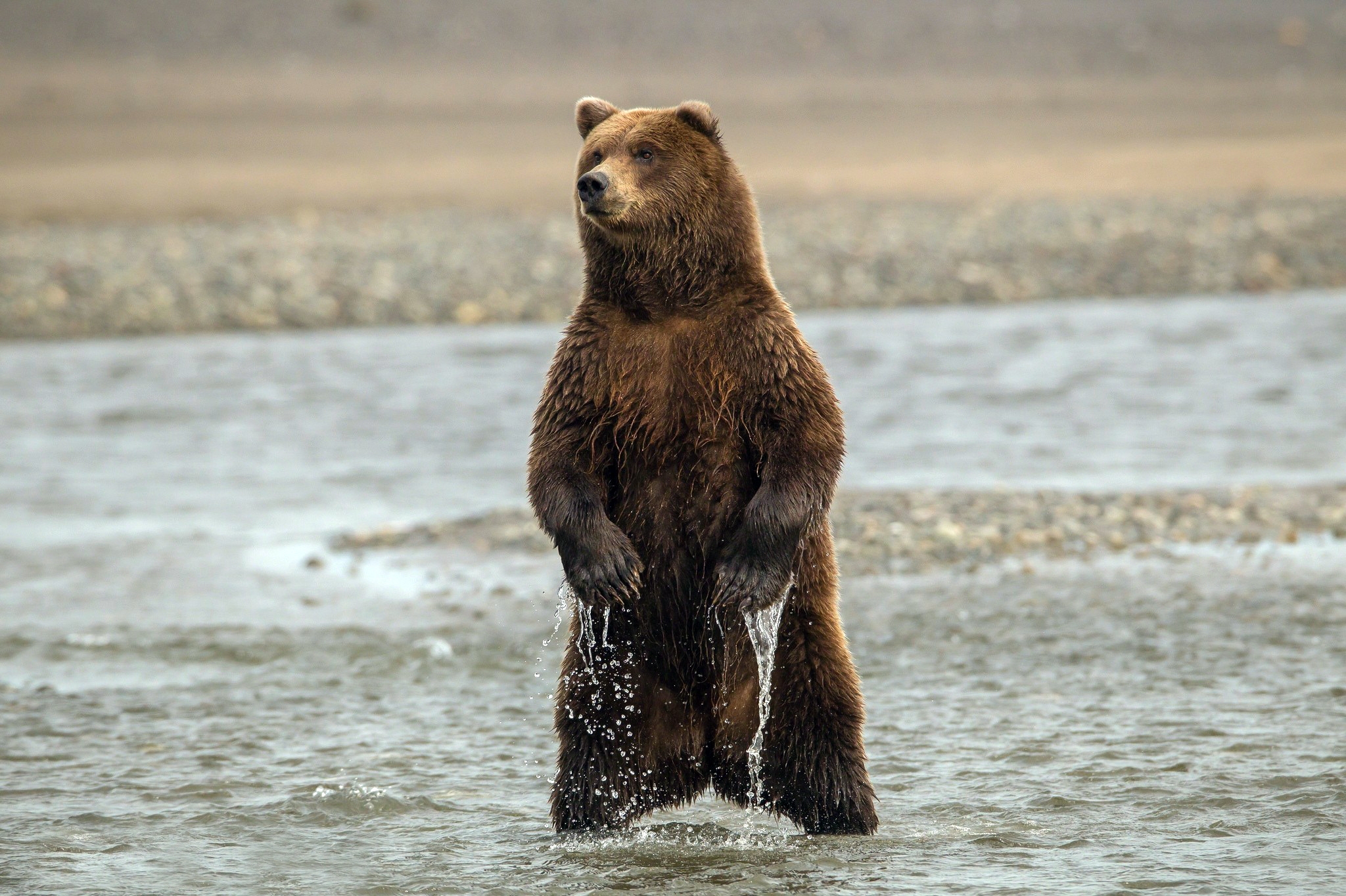 bear, animals, sea, wet, to stand, stand
