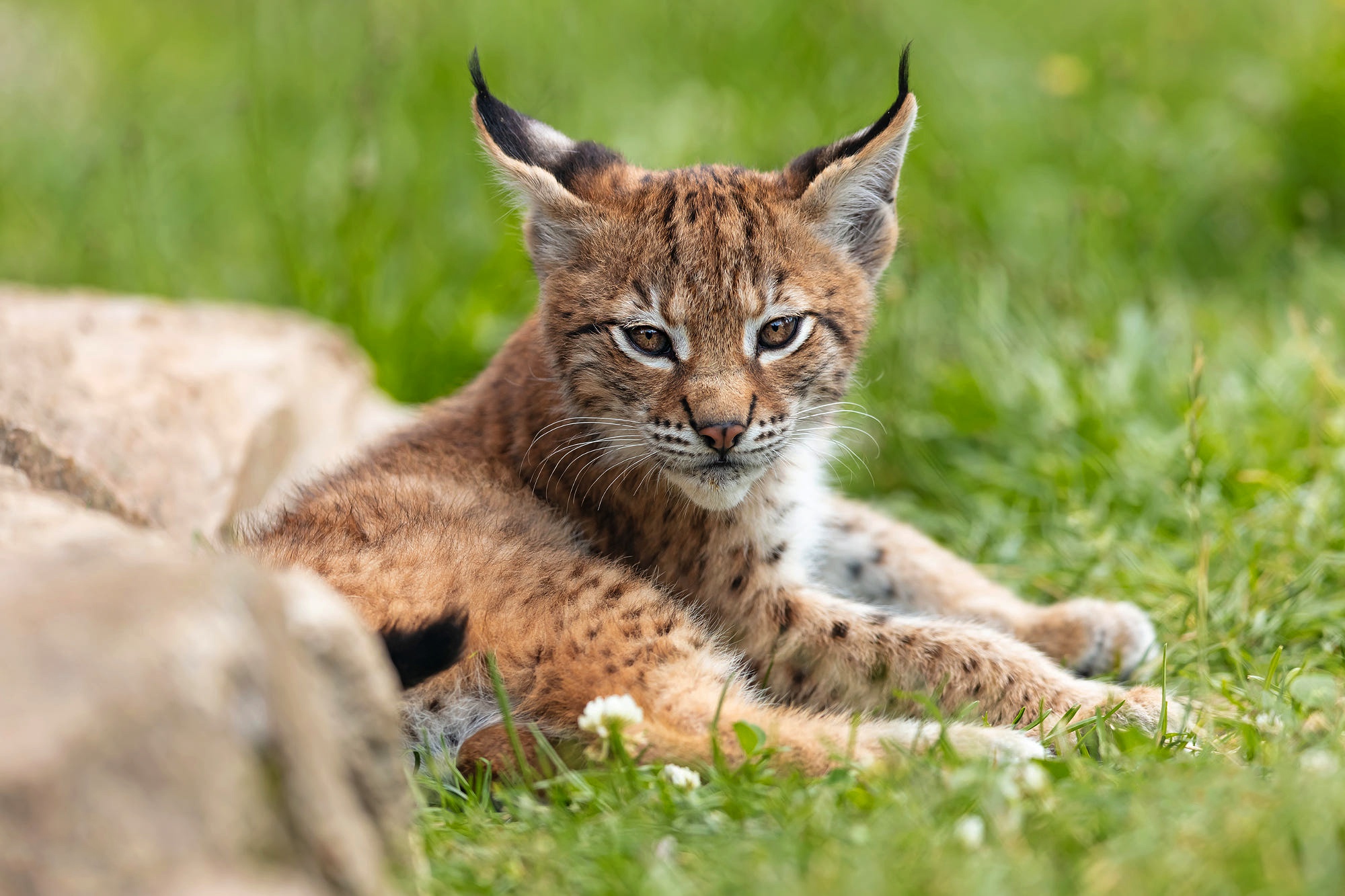 Download mobile wallpaper Cats, Animal, Baby Animal, Lynx, Cub for free.