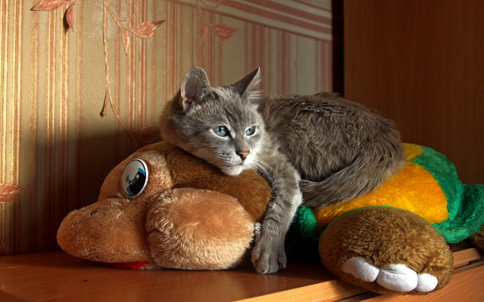 Baixe gratuitamente a imagem Animais, Gatos, Gato na área de trabalho do seu PC