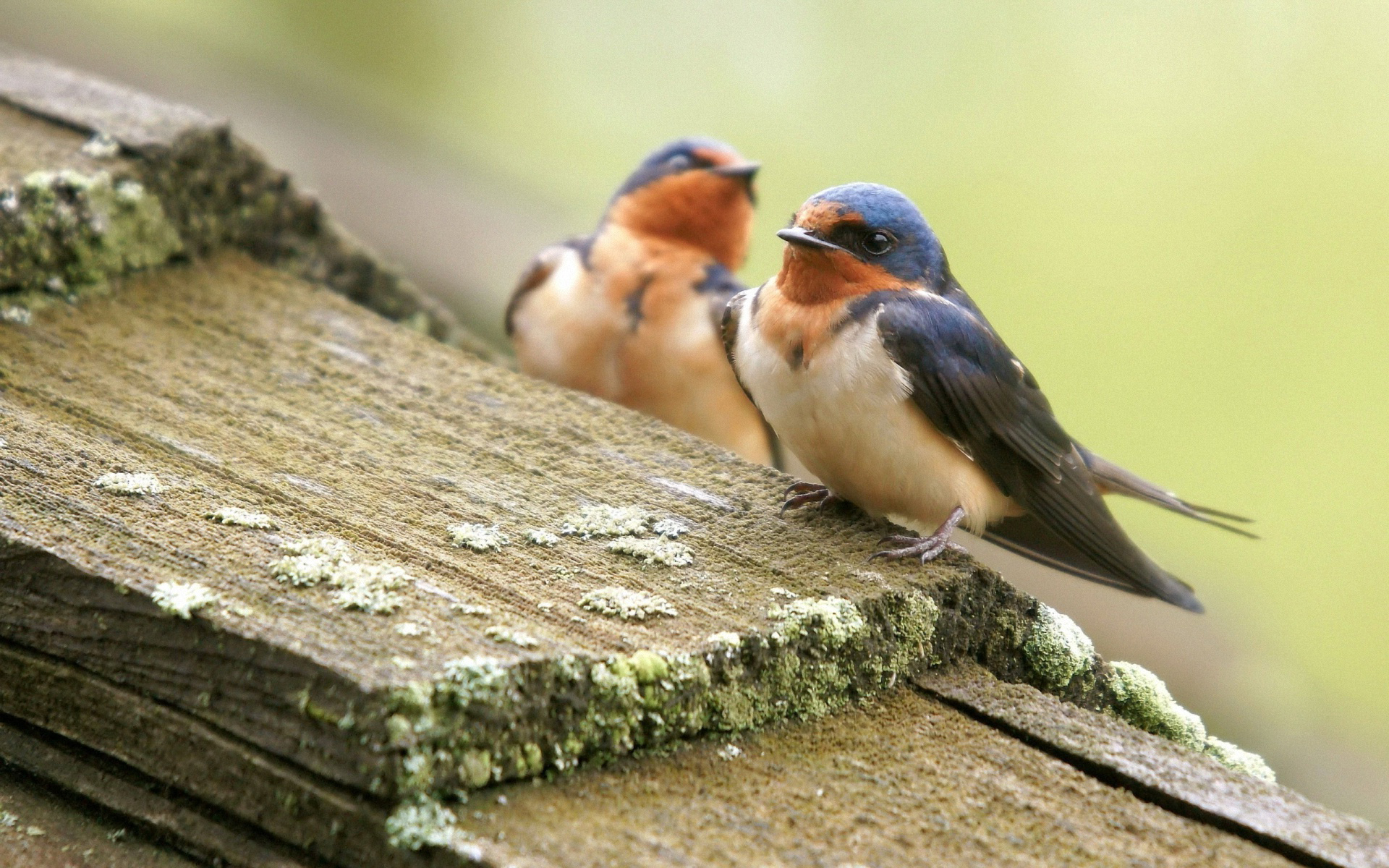 Baixar papel de parede para celular de Pássaro, Aves, Animais gratuito.