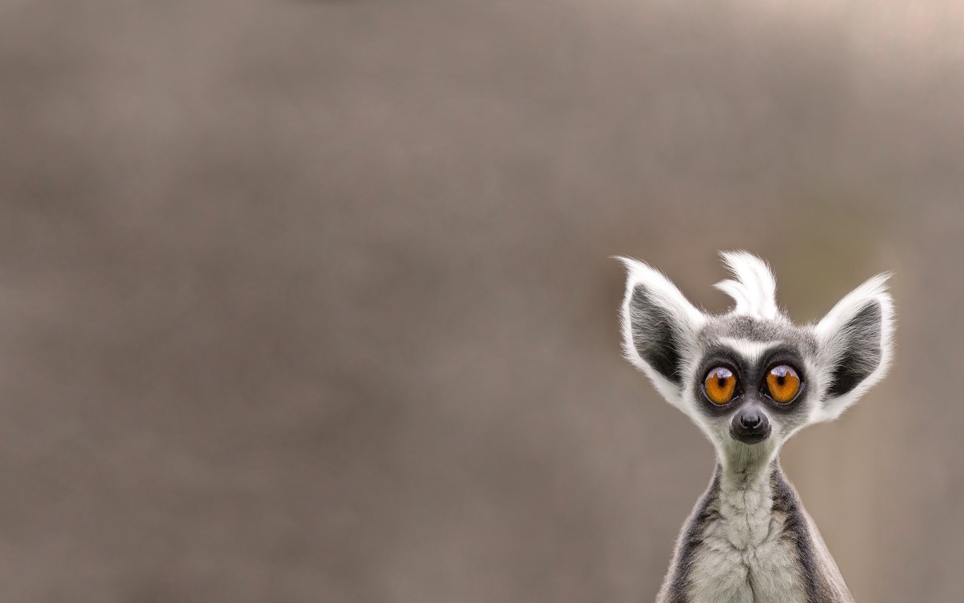 Free download wallpaper Monkeys, Animal, Lemur, Face, Cute on your PC desktop