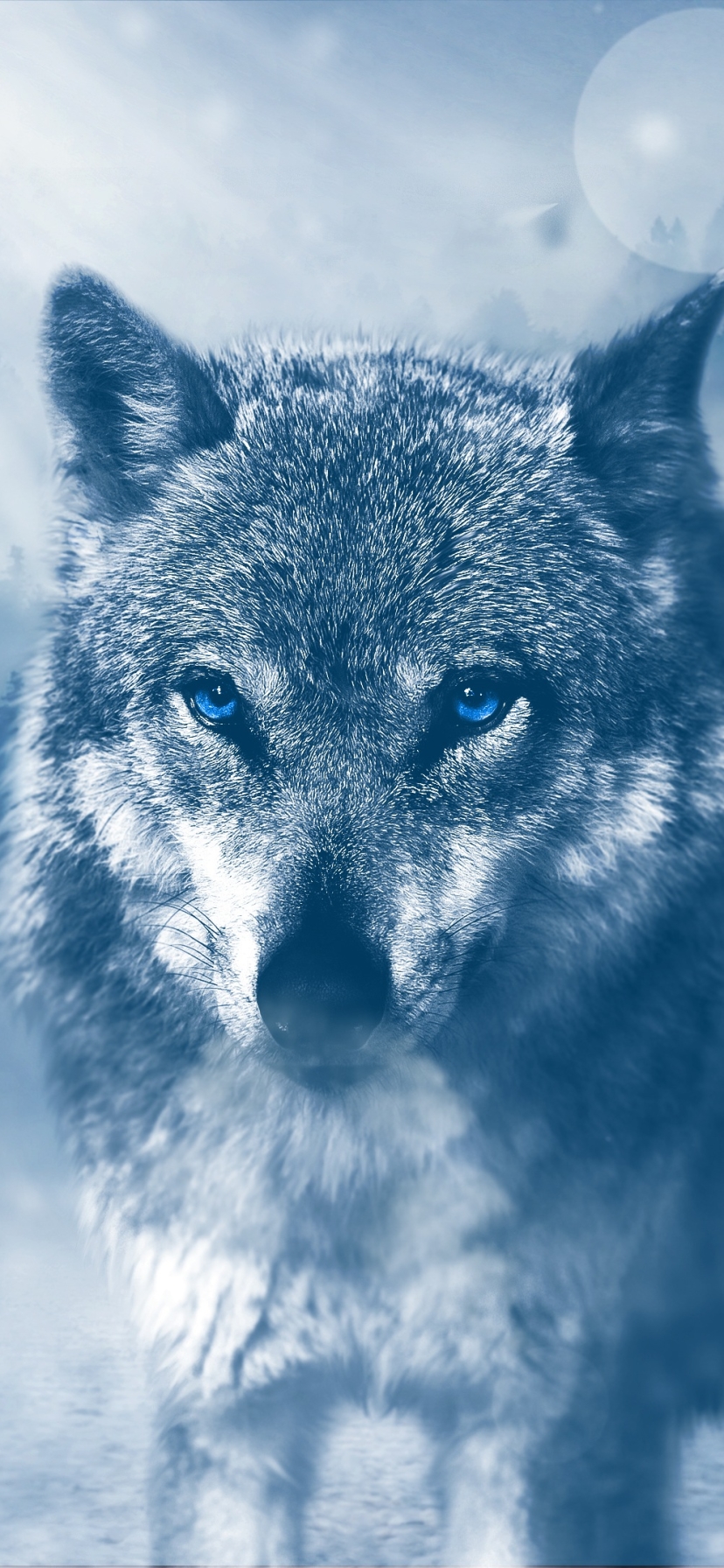 Download mobile wallpaper Wolf, Animal, Blue Eyes, Wolves for free.
